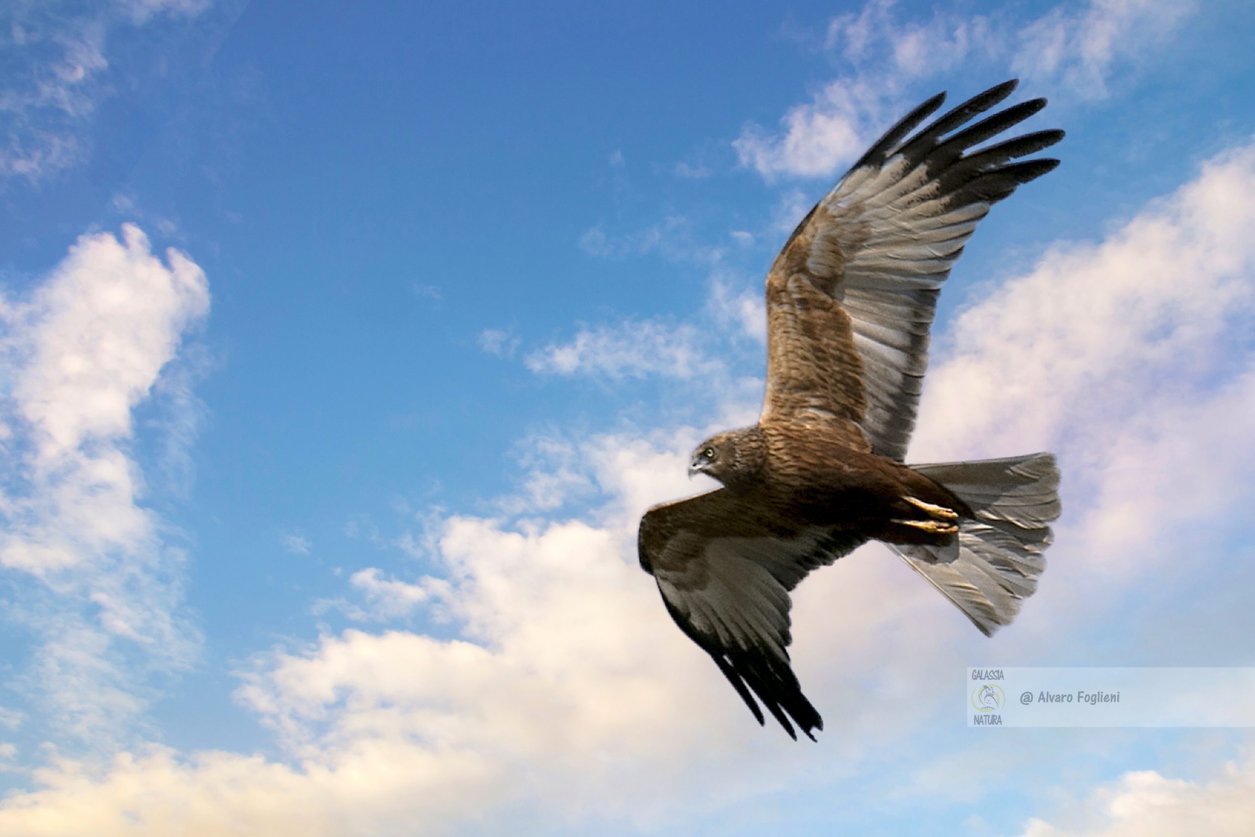 Momento migliore per fotografare: all'alba e al tramonto per cogliere gli uccelli in volo