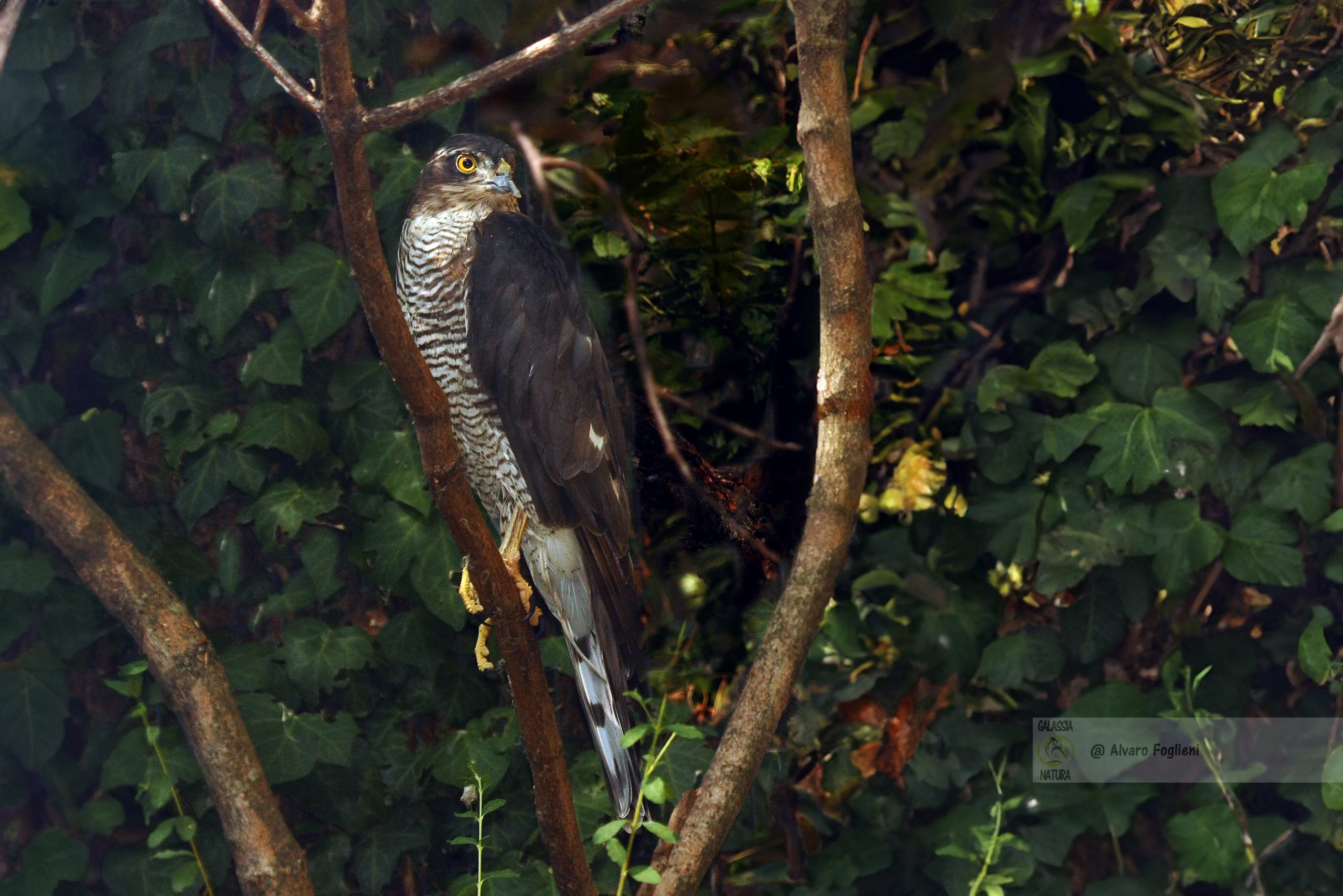 Fotografare lo Sparviere in habitat diversificati - Tecniche per immortalare lo Sparviere nei parchi urbani e giardini.