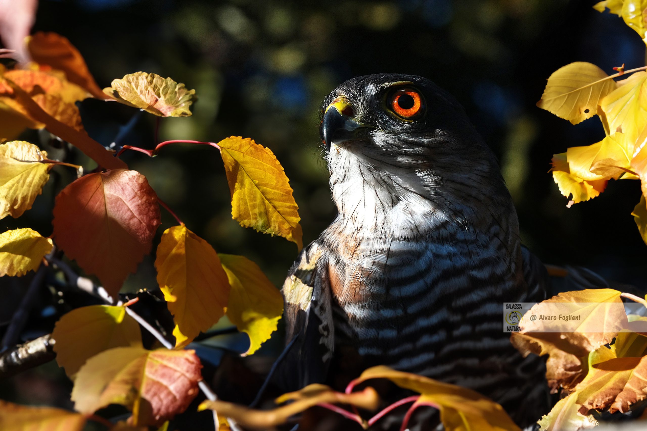 Habitat e abitudini di caccia di Astore e Sparviero - Scopri dove vivono e cosa mangiano questi rapaci in Italia.