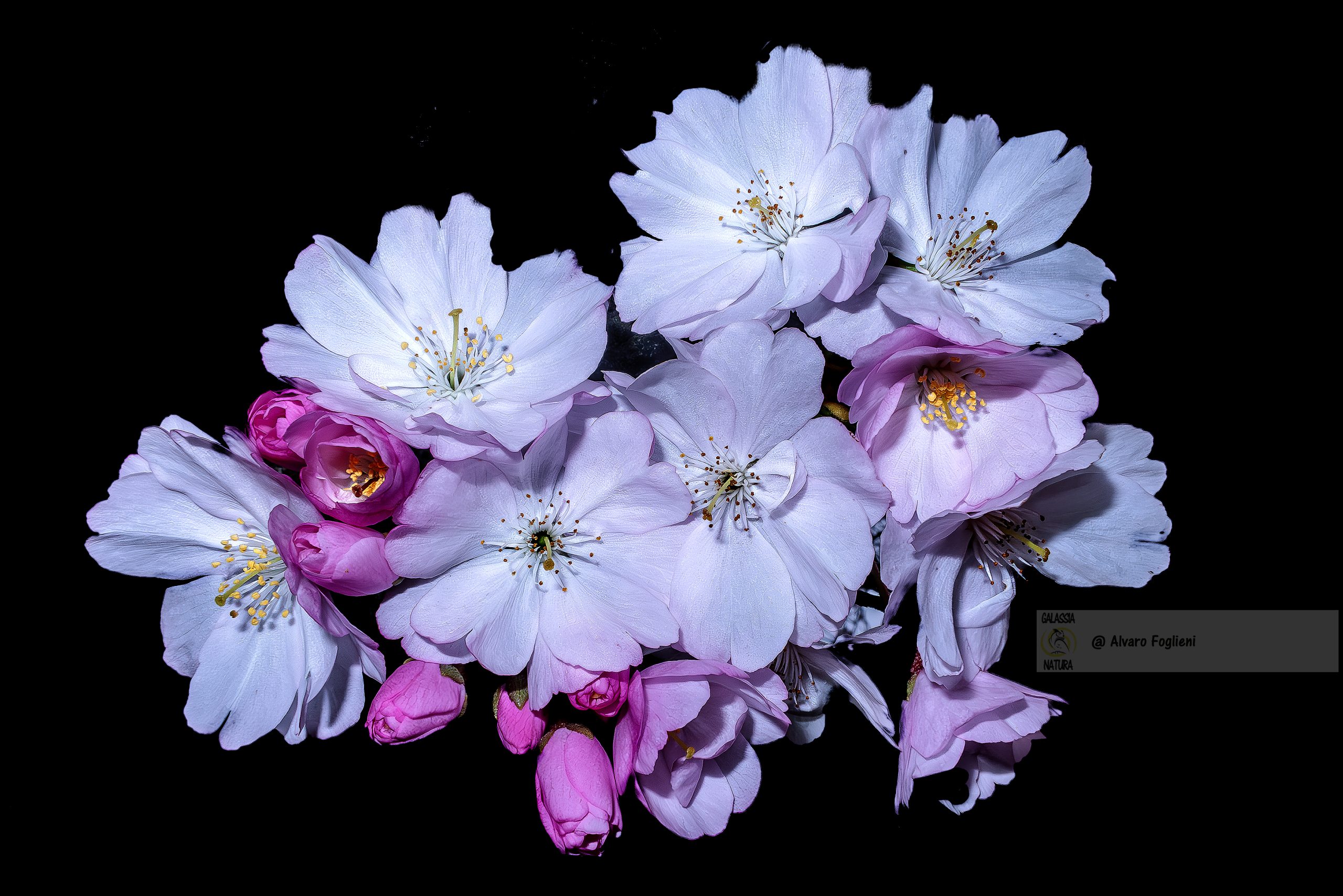 Tecniche di Fotografia di Fiori su Sfondo Nero per Effetti Artistici, fotografia fiori artistica, sfondo nero, illuminazione fiori, effetti drammatici fotografia, composizione floreale, tecniche fotografiche creative