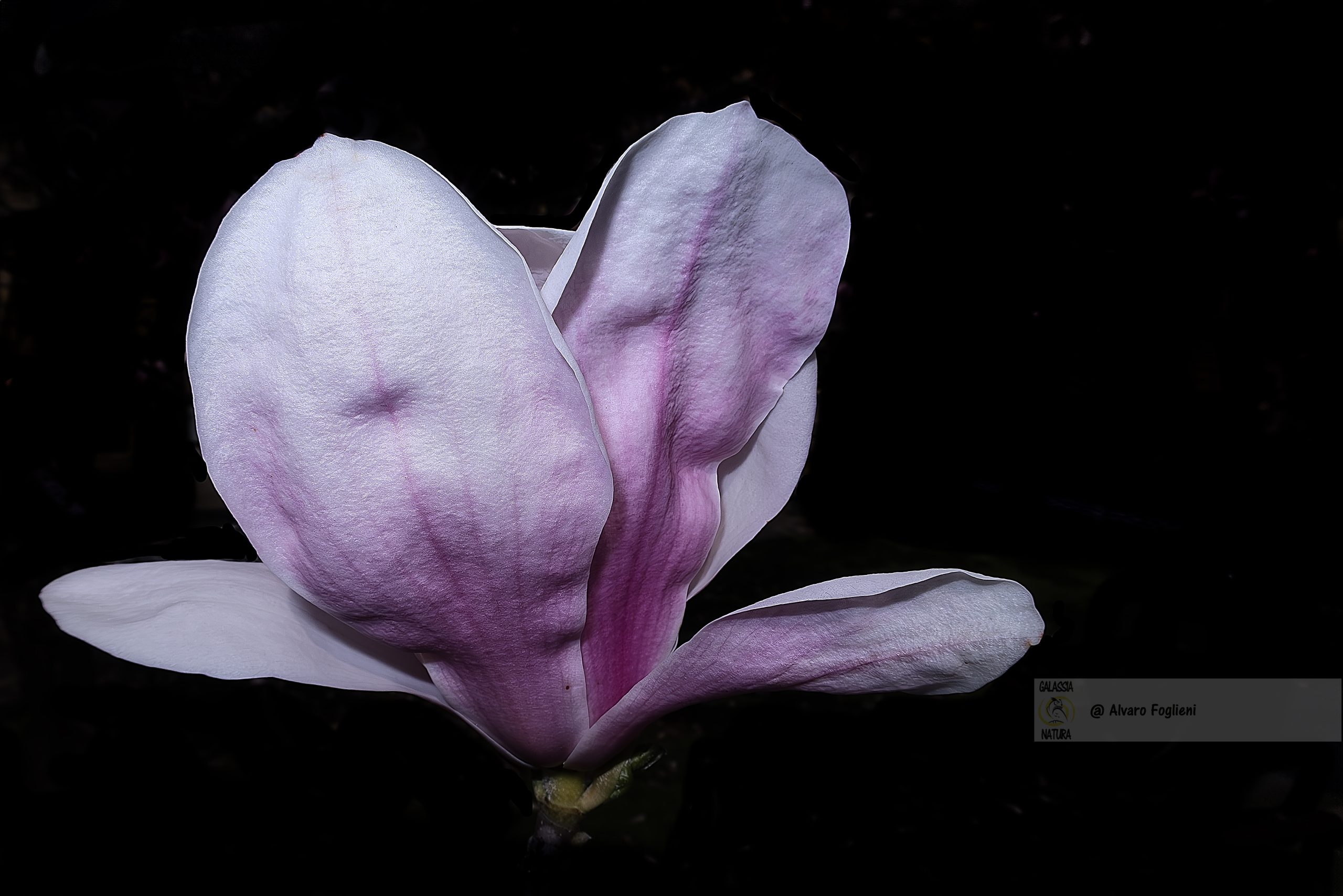 Il Drammatico Contrastato di Fiori su Sfondo Nero in Fotografia, contrasto fiori sfondo nero, attenzione soggetto fotografico, eliminazione distrazioni, tecniche sfondo scuro, bellezza forma petali