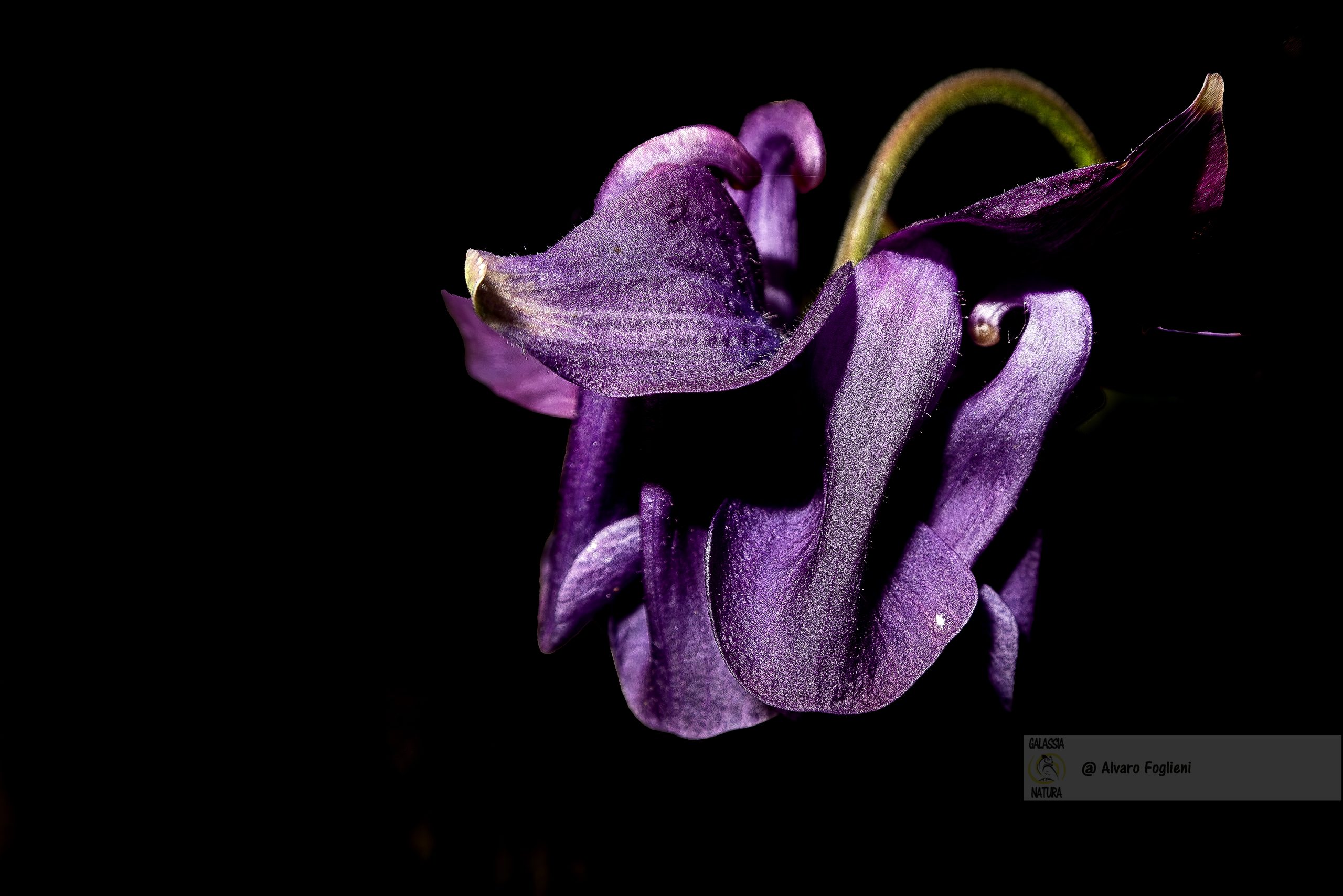 Come Ottenere uno Sfondo Nero Perfetto nella Fotografia di Fiori, sfondo nero fotografia, tecniche sfondo scuro, metodi sfondo fiori, illuminazione soggetto fotografia, fotografia natura interna esterna