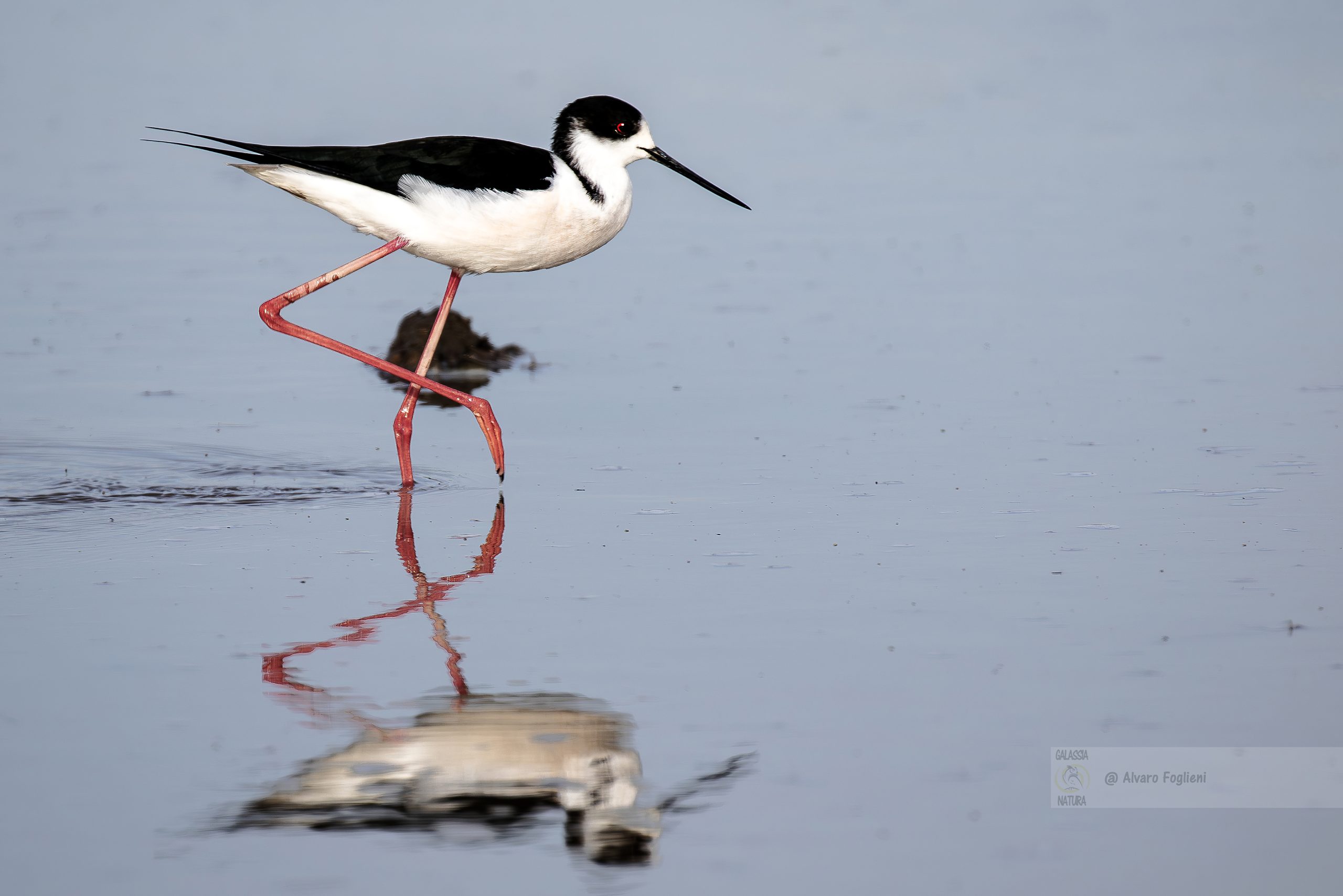 Conoscenza Comportamento Soggetti Fotografici, osservazione comportamento uccelli, corteggiamento uccelli, etica fotografia naturalistica, impatto ambientale minimo