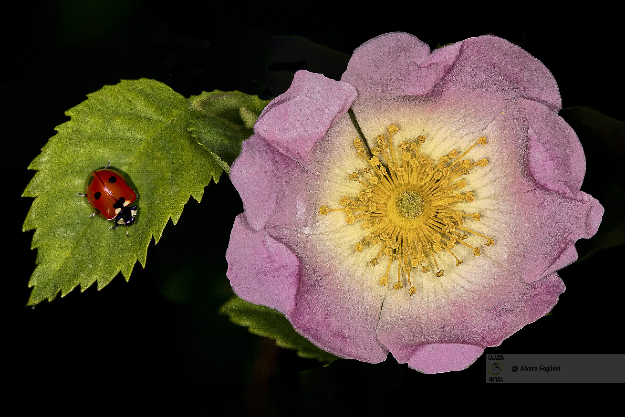 Configurazione della Fotocamera per Fiori su Sfondo Nero Drammatico, Gruppo fotografico naturalistico Milano, diaframma chiuso fotografia, velocità otturatore elevata, ISO basso, sfondo nero soggetti, ottimizzazione impostazioni fotocamera