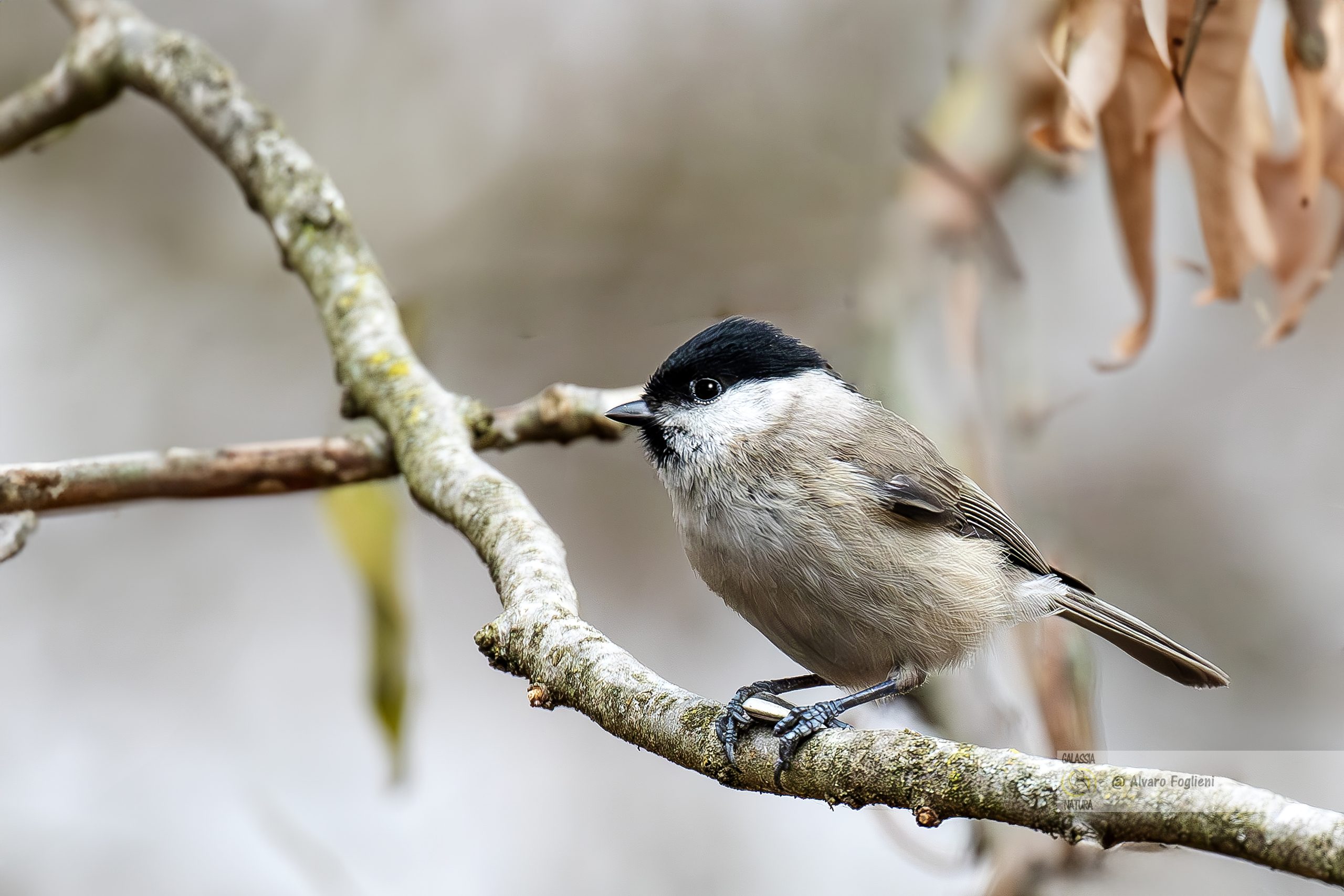 La Mentalità del Fotografo: Perché Catturare l'Attimo e Non Rimandare lo Scatto, opportunità scatto fotografico, catturare luce naturale, Corsi fotografia naturalistica Milano, non rimandare fotografia, mentalità fotografo presente, sfruttare momento scatto