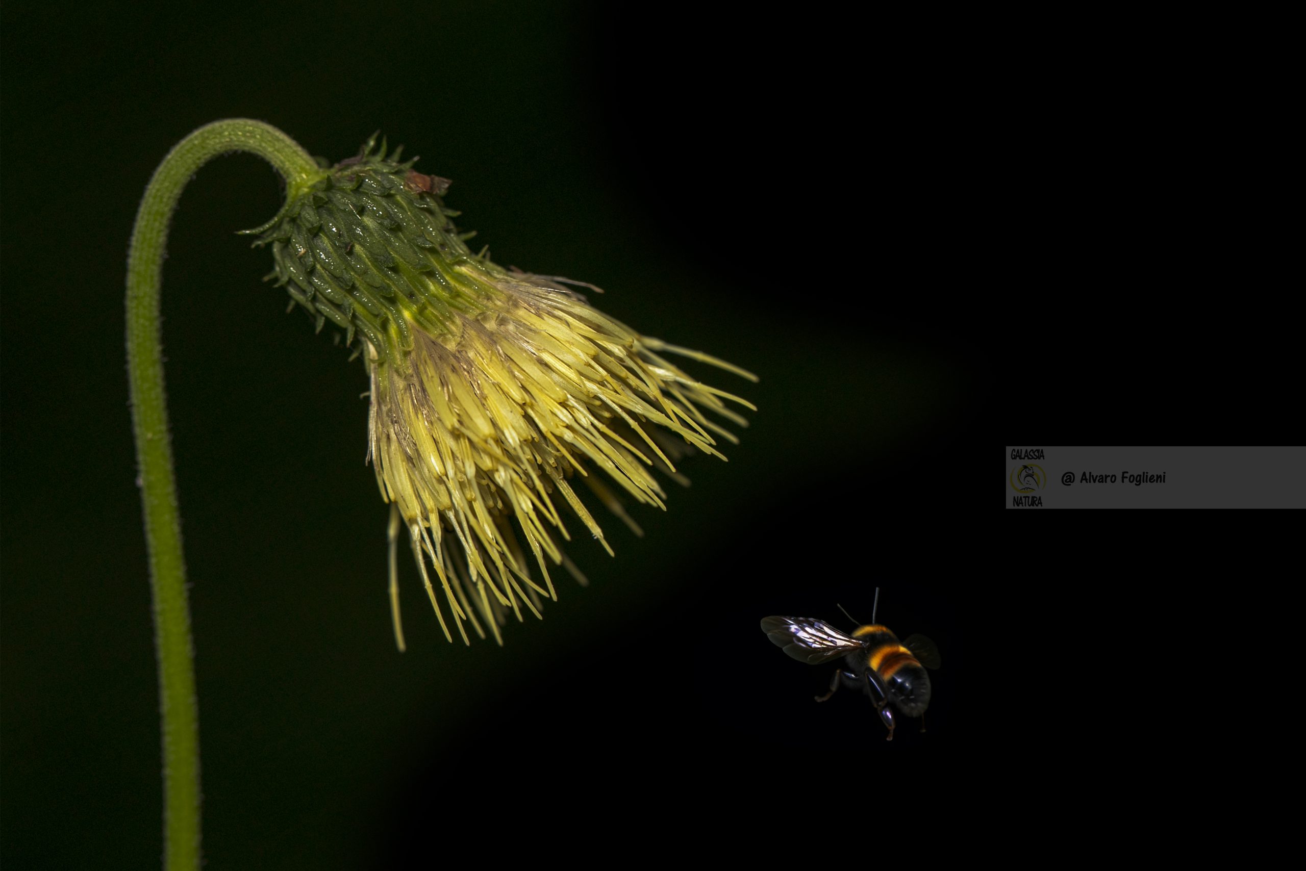 Post-Produzione per Perfezionare lo Sfondo Nero nella Fotografia di Fiori, corsi fotografia naturalistica, Gruppo fotografi Milano, elaborazione RAW, post-produzione sfondo nero, strumenti Photoshop scurire, effetti drammatici immagini, rimozione riflessi fotografia