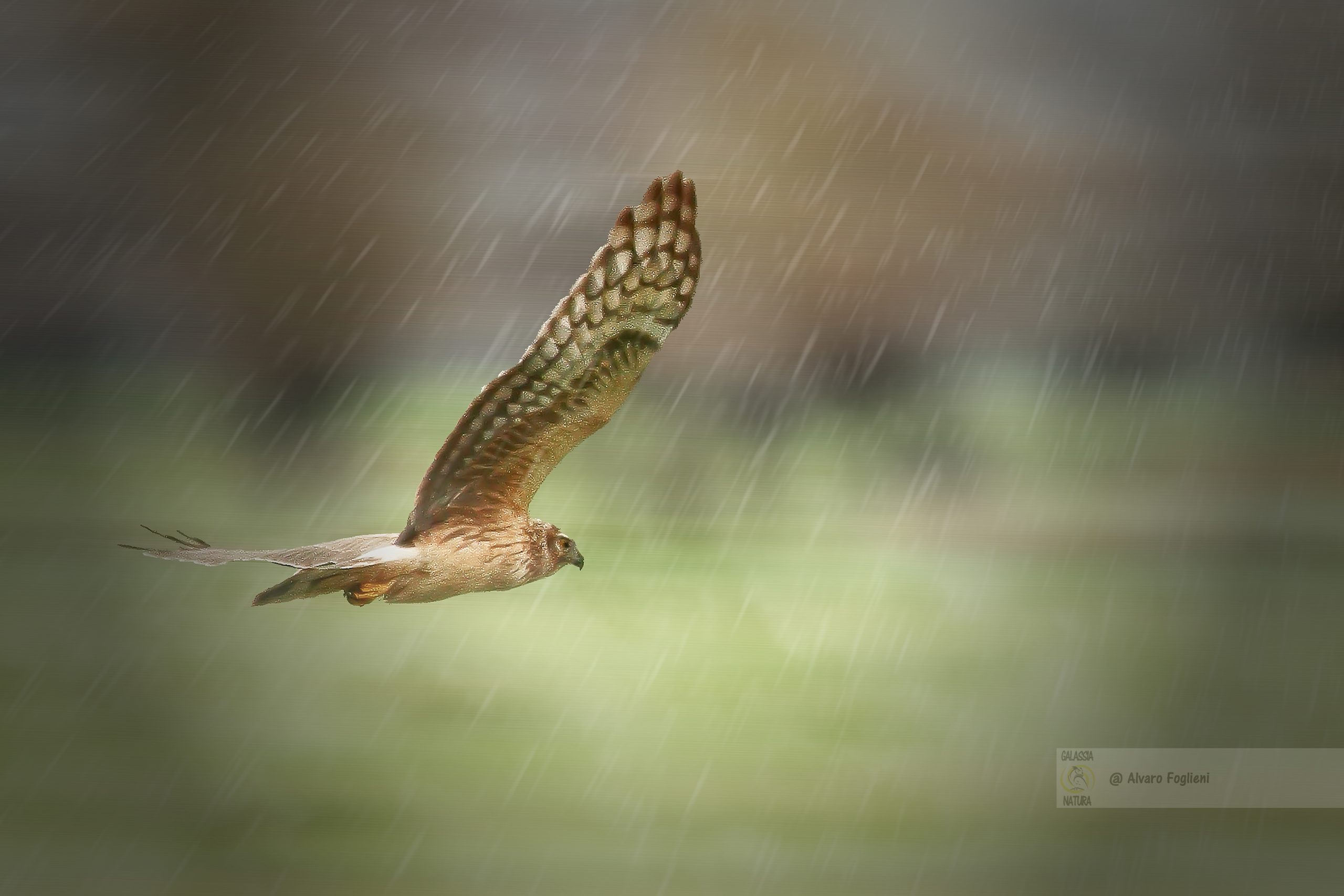 Accettazione Imprevedibilità Fotografia Natura, variabilità condizioni fotografia, pazienza fotografo, apprendimento continuo, imprevedibilità fauna