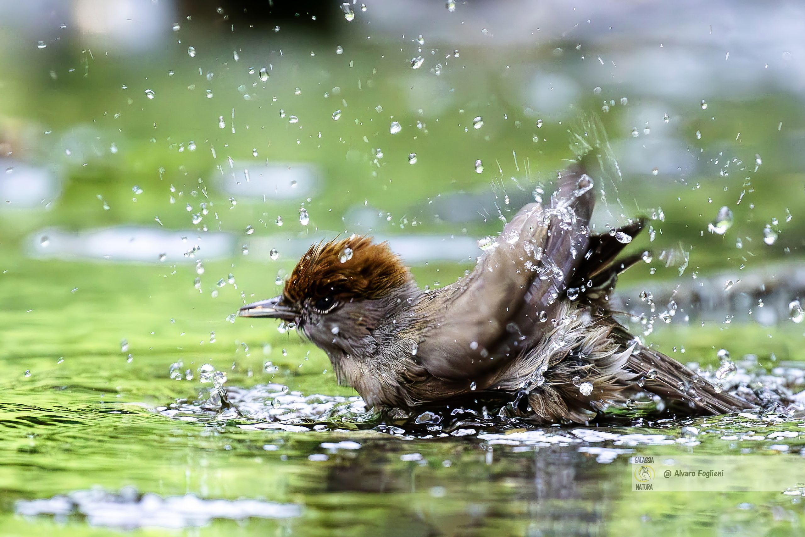 Fotografare Bagni Rinfrescanti della Capinera, Capinera bagno acqua, immersioni brevi uccelli, scatto foto raffiche, interazione maschio femmina Capinera