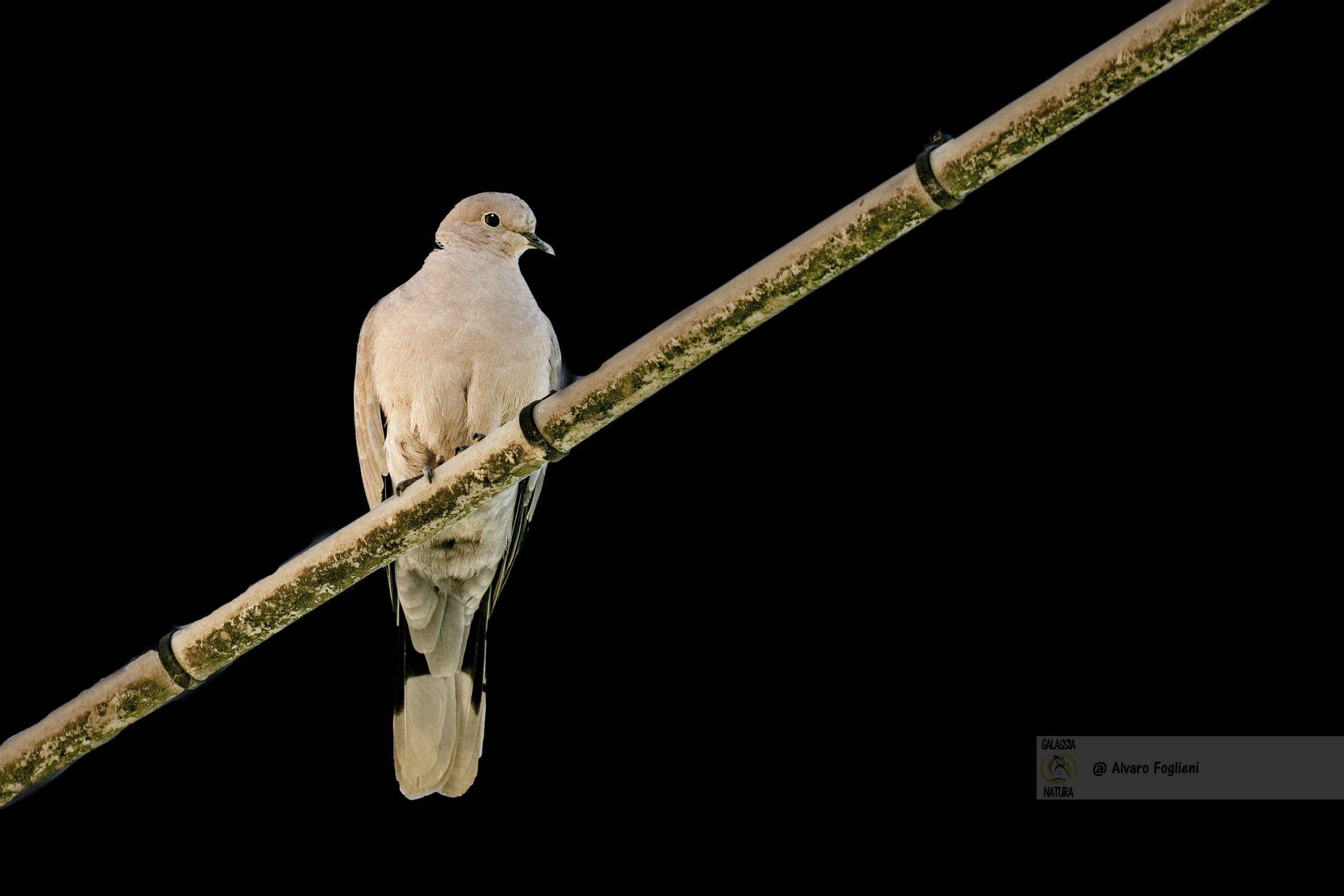 foto di uccelli in Low-Key e minimalista, Foto con impatto visivo ed emotivo, Gruppo fotografico Milano, workshop fotografia naturalistica