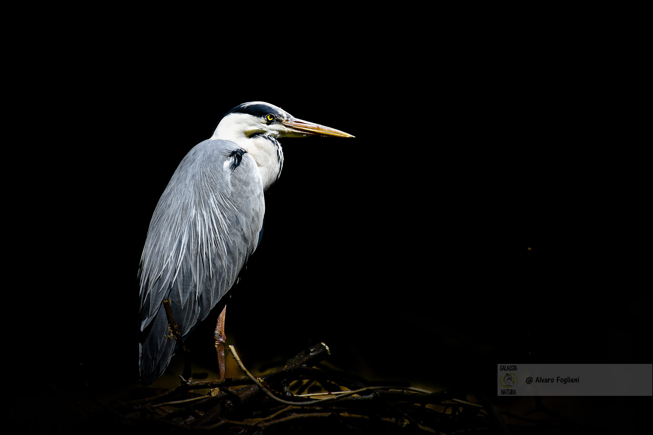 Fotografia minimalista, Immagini di uccelli selvatici, Gruppo fotografico naturalistico Milano