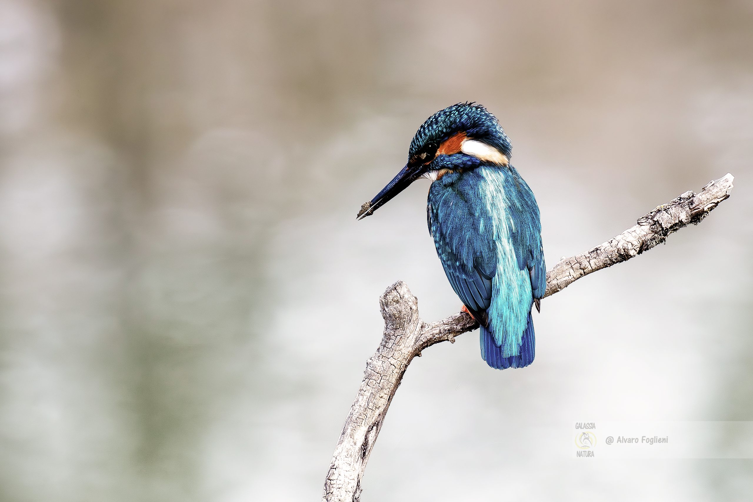 Elevare la fotografia di uccelli selvatici con conoscenza e pazienza, Catturare il comportamento degli uccelli selvatici, corso di fotografia naturalistica a Milano