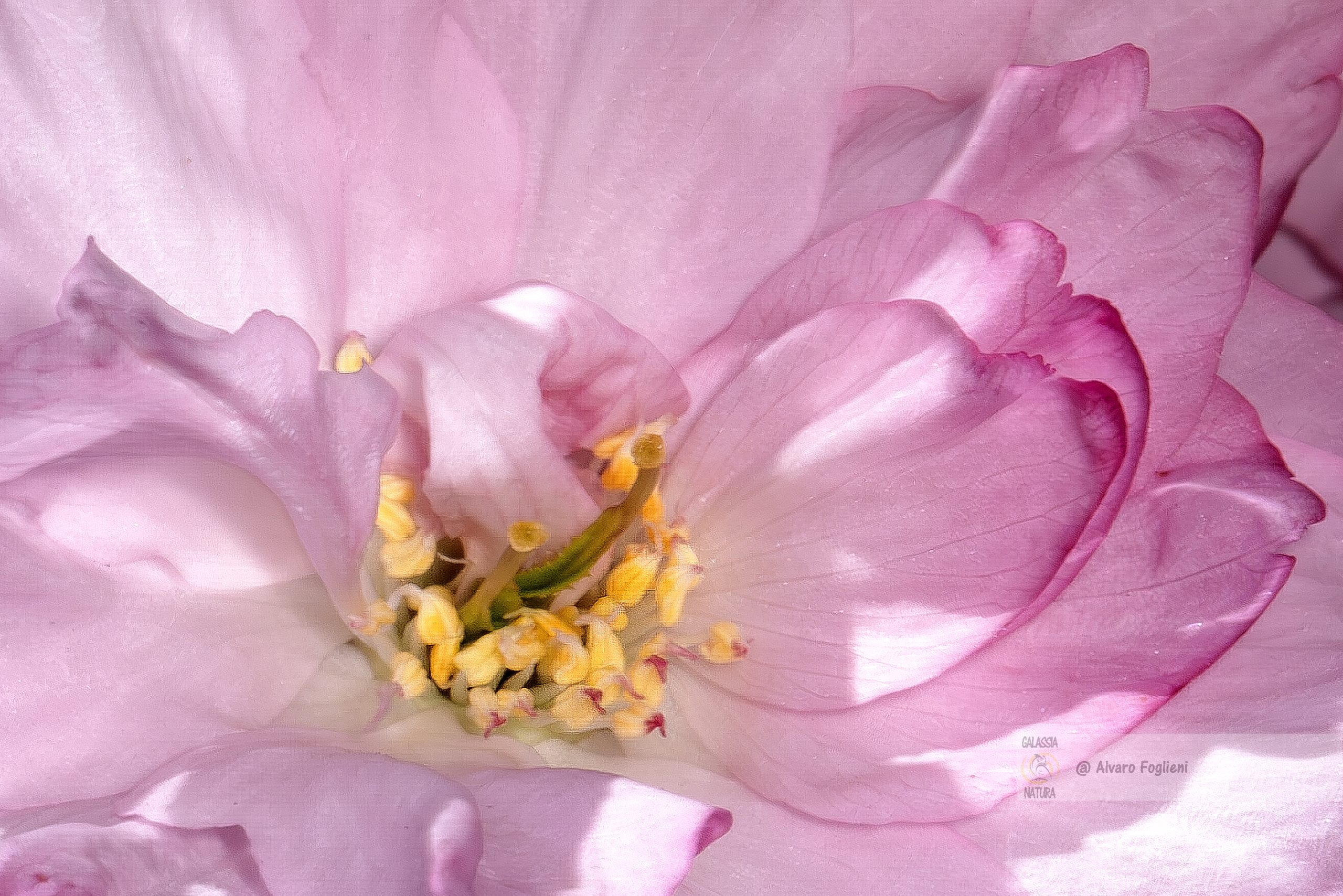 tecniche composizione fotografica, fotografia artistica fiori, punti focali in fotografia, macro fotografia ai fiori, suggerimenti di macro fotografia