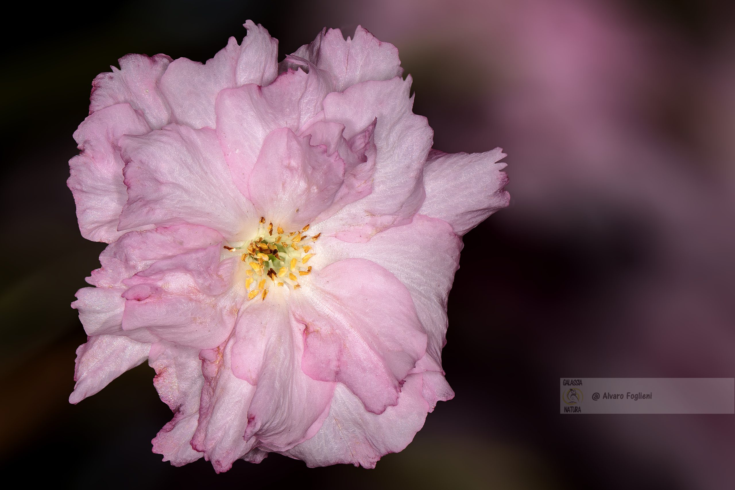 regole di composizione fotografica, foto macro fiori, sfondo fotografico fiori, corso macro fotografia ai fiori, fotografi Milano