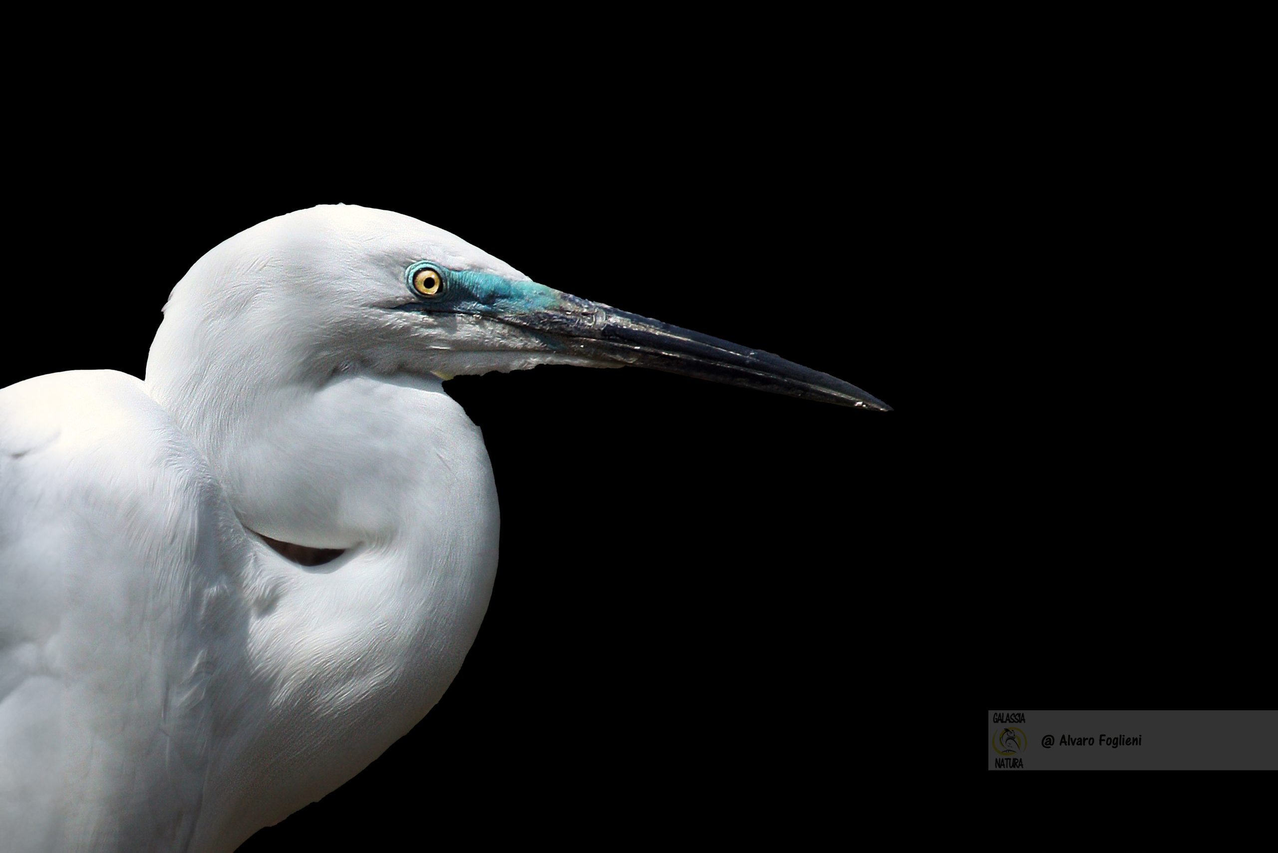 Composizione minimalista, Sfondi scuri in fotografia, Corso fotografia naturalistica Milano,