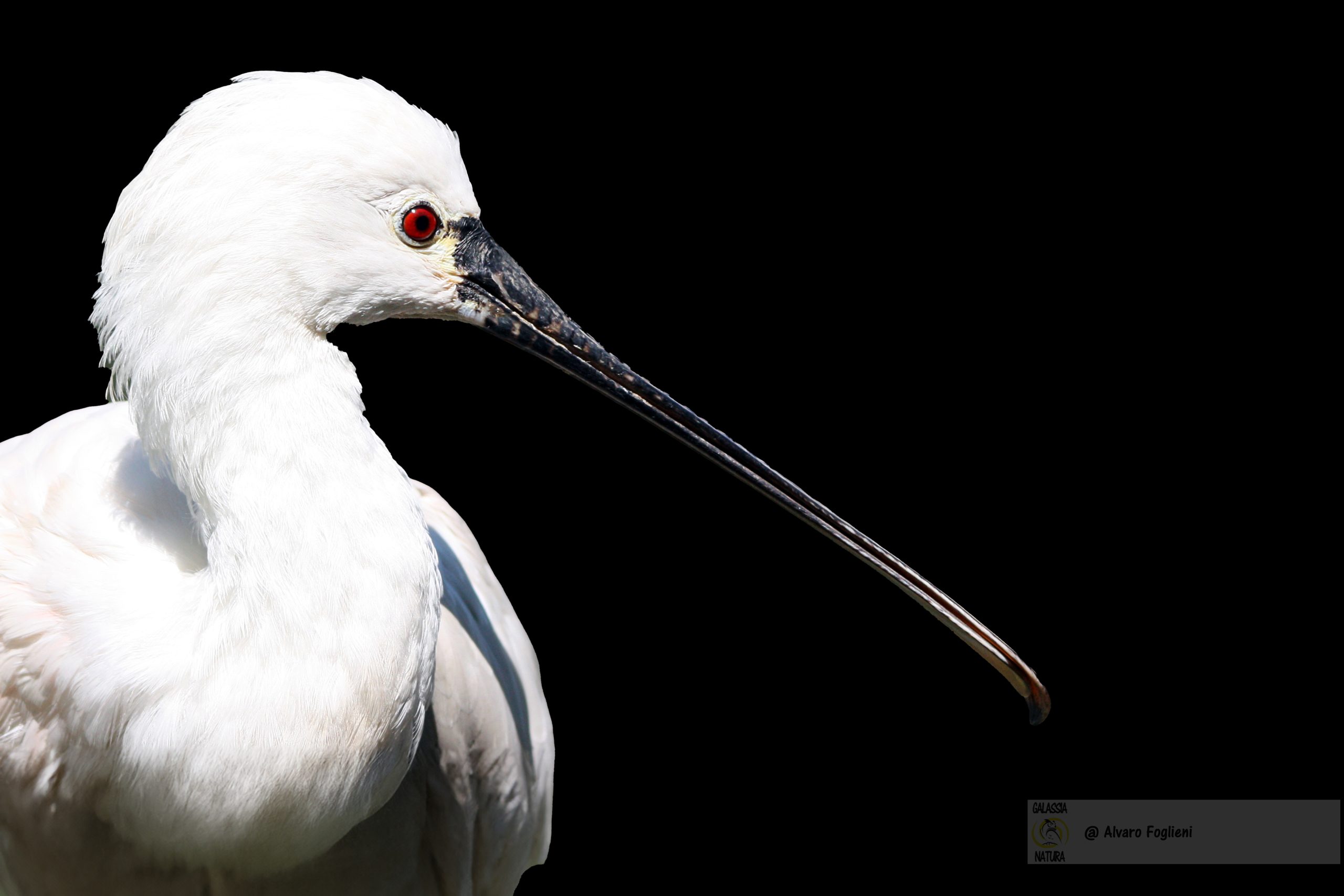 Connessione con la natura, Creatività fotografica, escursioni di fotografia naturalistica, Fotografi della natura Milano