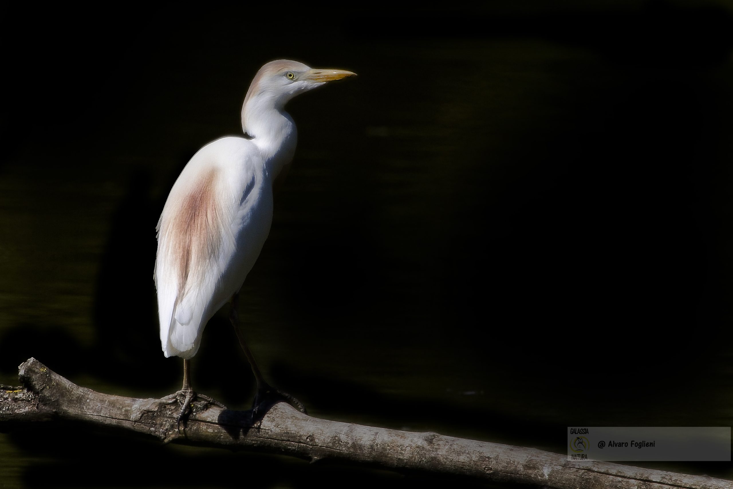 Momenti decisivi in natura, Nuove frontiere espressive, serate fotografiche aperte al pubblico corso fotografia gratuito Milano