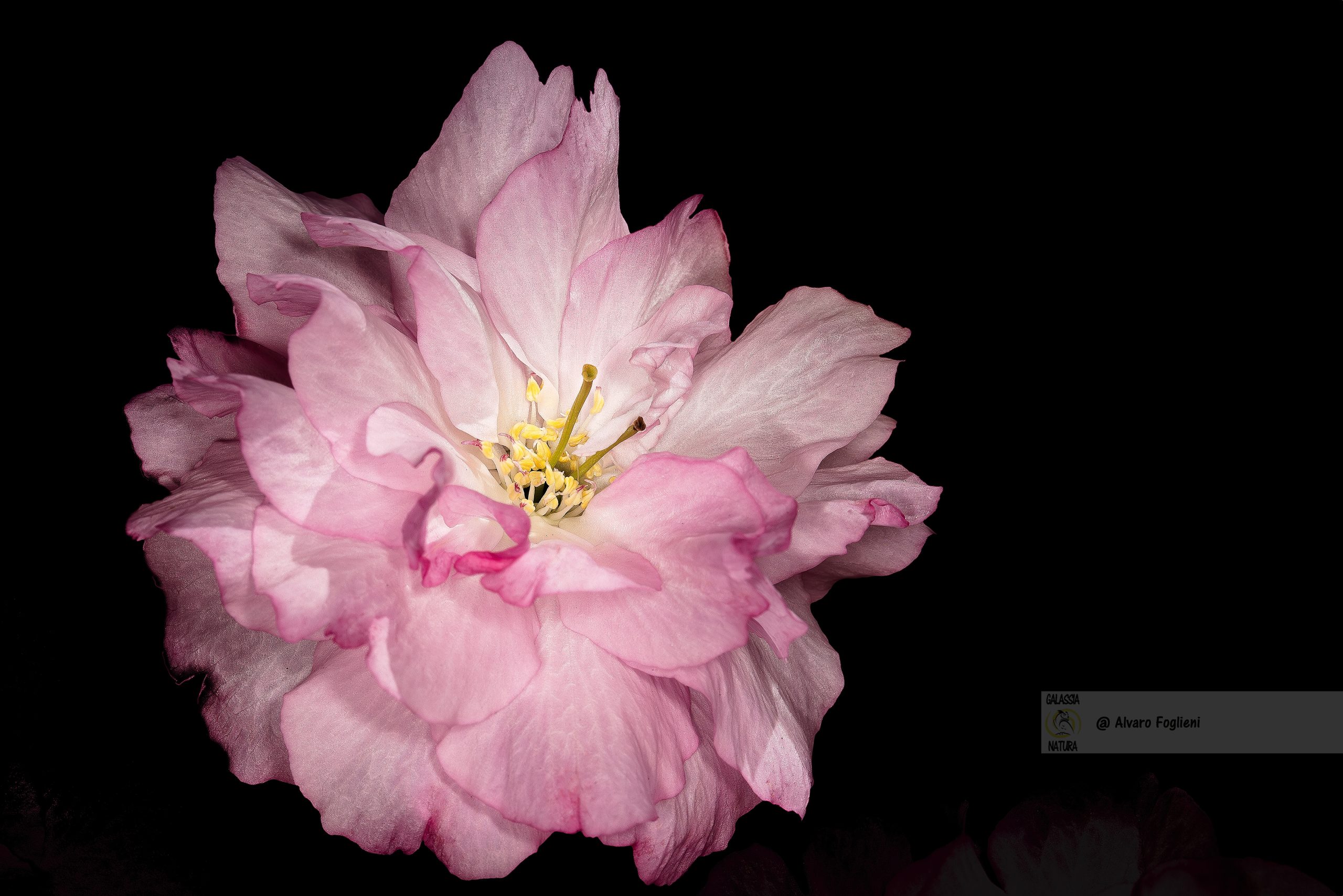 L'Arte di Fotografare i Fiori con il Cuore, La Narrazione Visiva dei Fiori L'Importanza del Dettaglio, Il Punto Focale in Macrofotografia