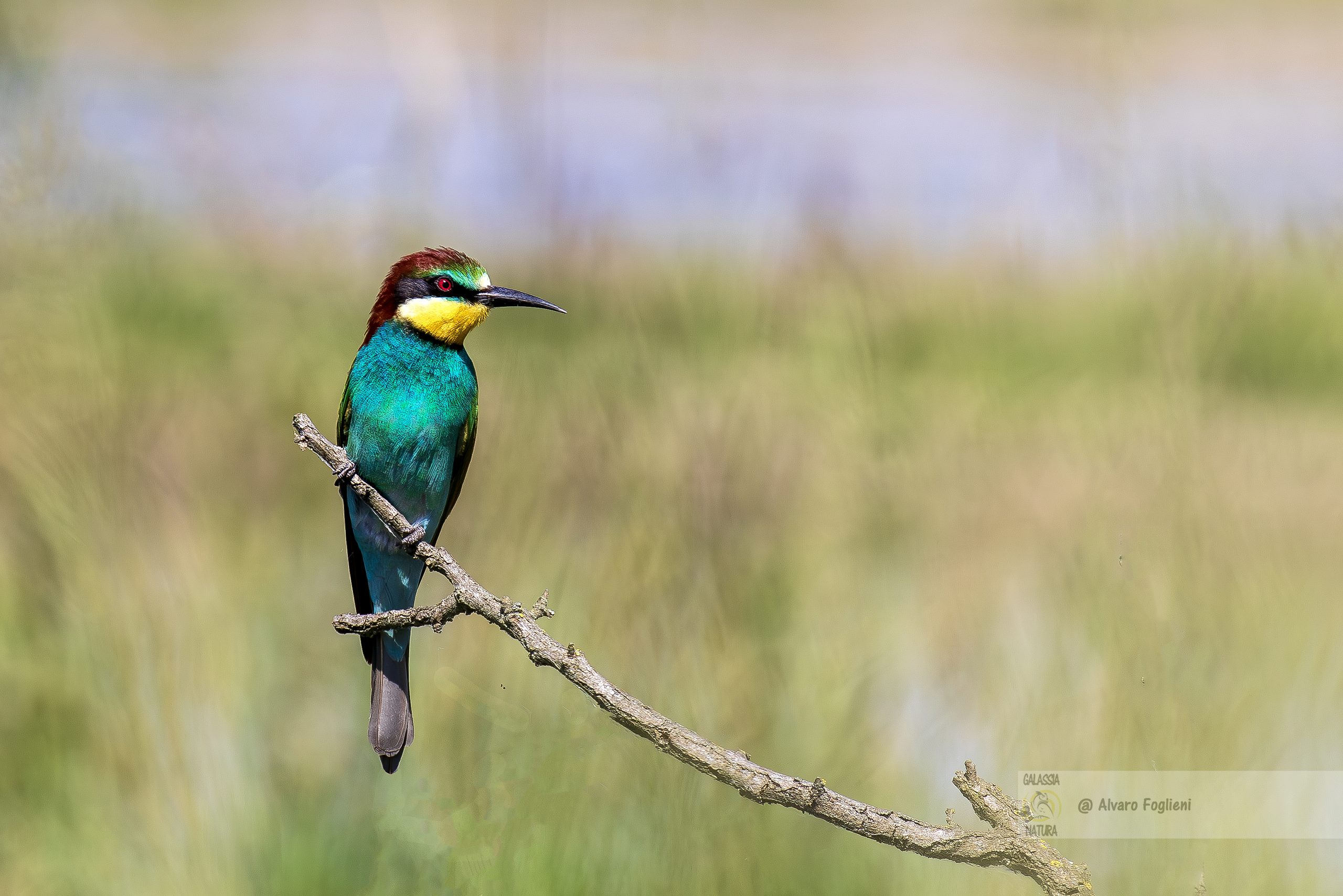 Fotografia naturalistica, Regola dei terzi in fotografia, Direzione di lettura immagini, Posizionamento del soggetto in fotografia, Dove guardare quando si fa un ritratto?