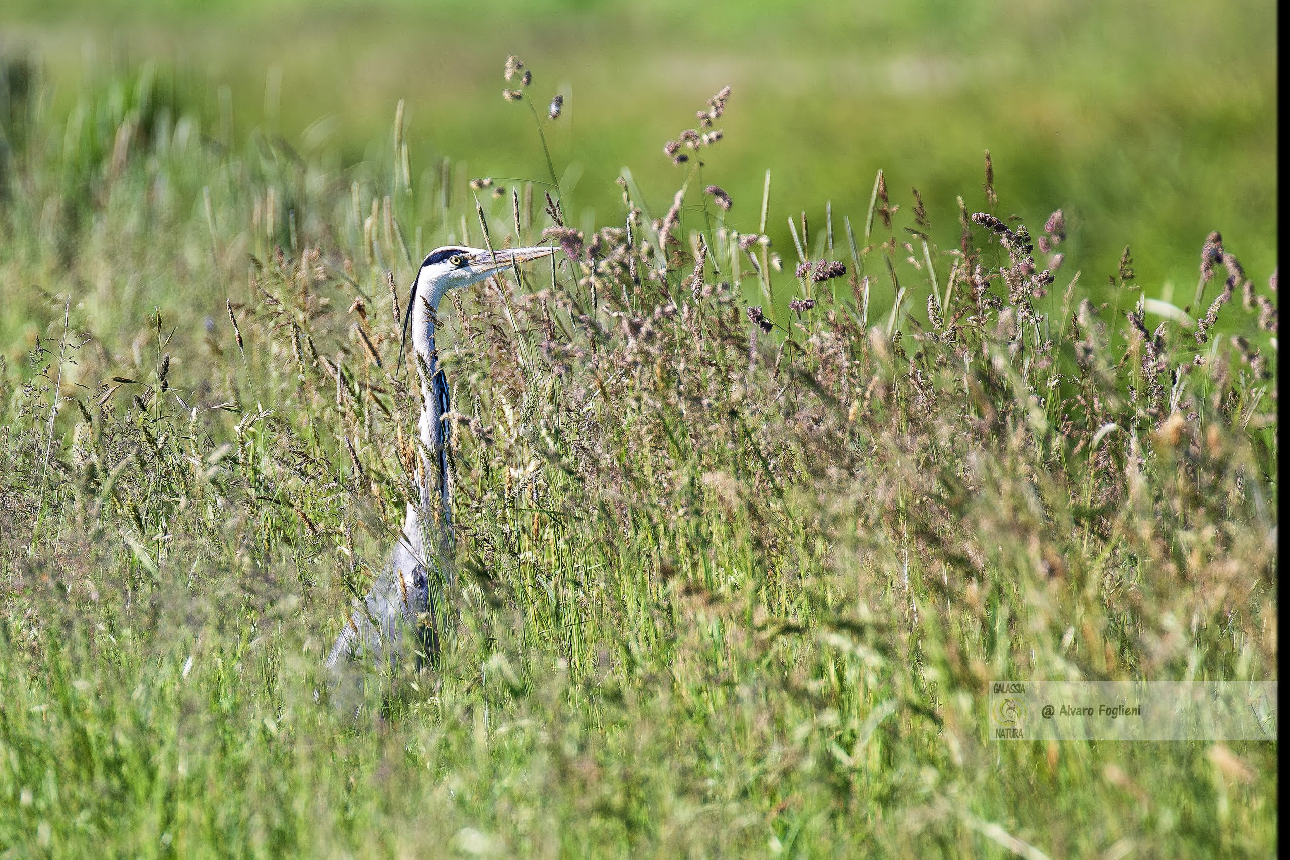 Composizione dinamica in fotografia, Tecniche di composizione fotografica, Composizione fotografica avanzata, Migliorare composizione fotografica, Gruppo fotografia naturalistica Milano