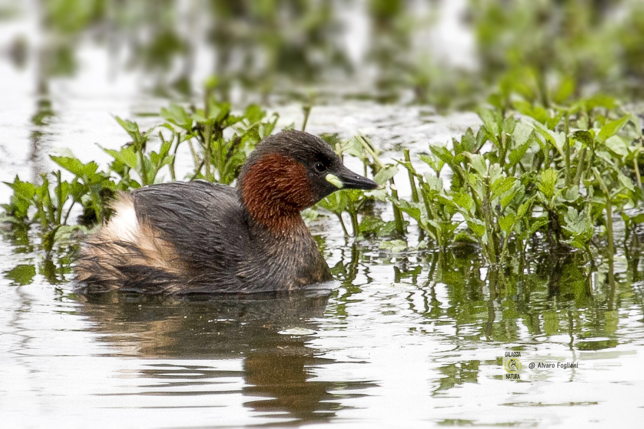 Corteggiamento del Tuffetto, Fotografia di uccelli in natura, Impostazioni fotocamera per uccelli, Consigli per fotografare uccelli selvatici, Fotografia wild life, Gruppo fotografico naturalistico Milanese