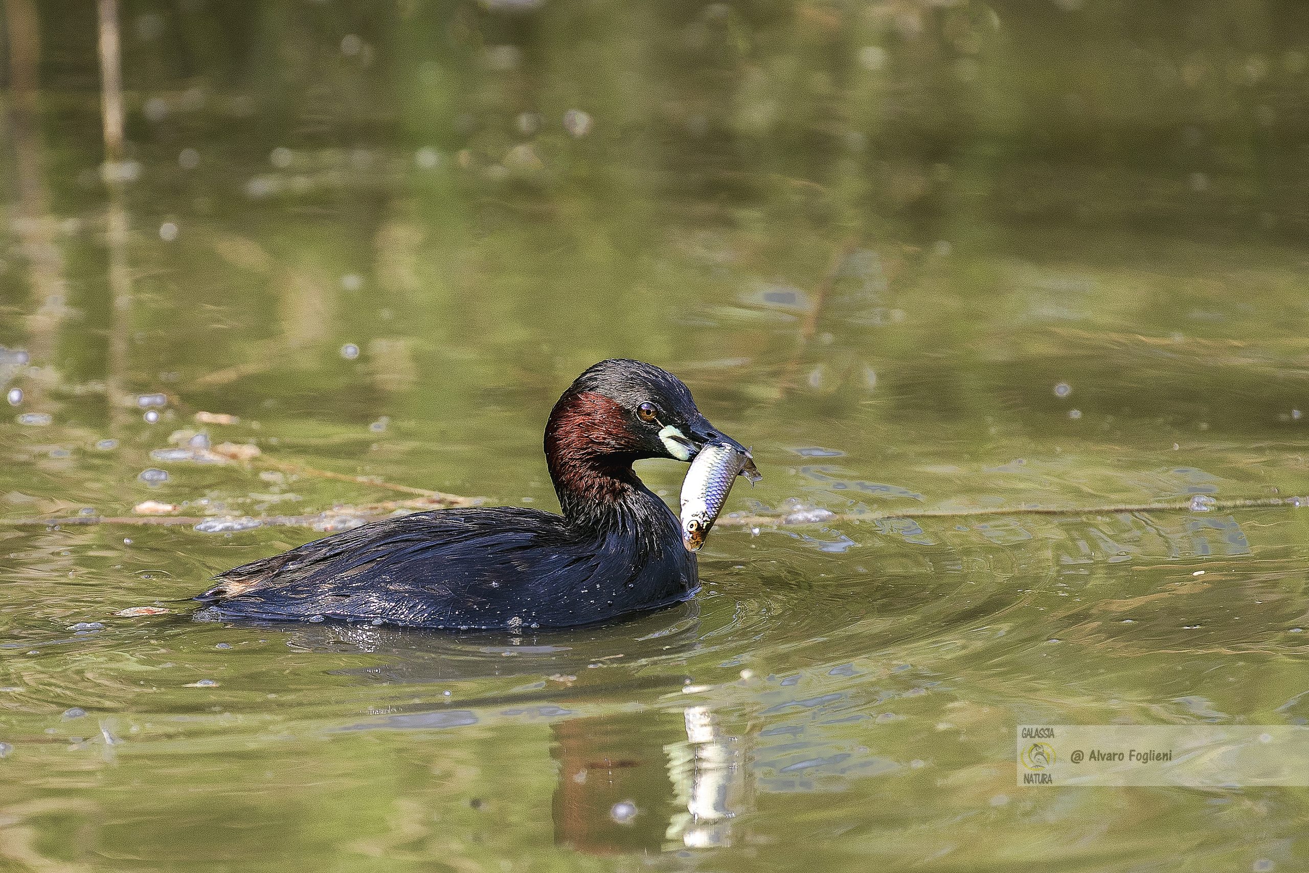 Strategie di Alimentazione e Riproduzione del Tuffetto, Tuffetto Fotografia naturalistica, Tuffetto Uccelli acquatici Lombardia, Fotografia di uccelli, Birdwatching, Tuffetto