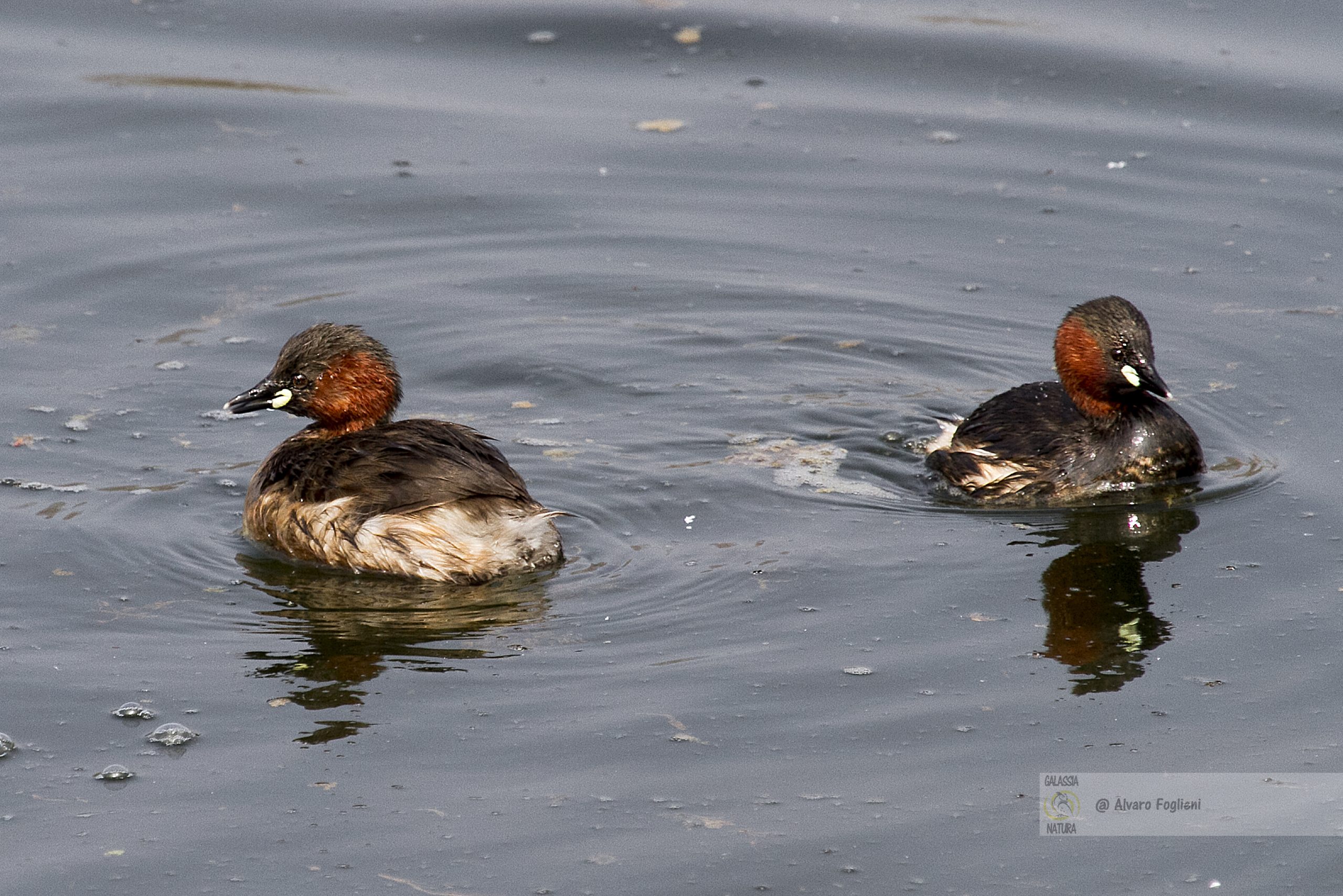 Come fotografare il Tuffetto, Tecniche fotografiche uccelli acquatici, Tuffetto habitat, Tuffetto comportamento, Tuffetto riproduzione, Incontri fotografia naturalistica a Milano