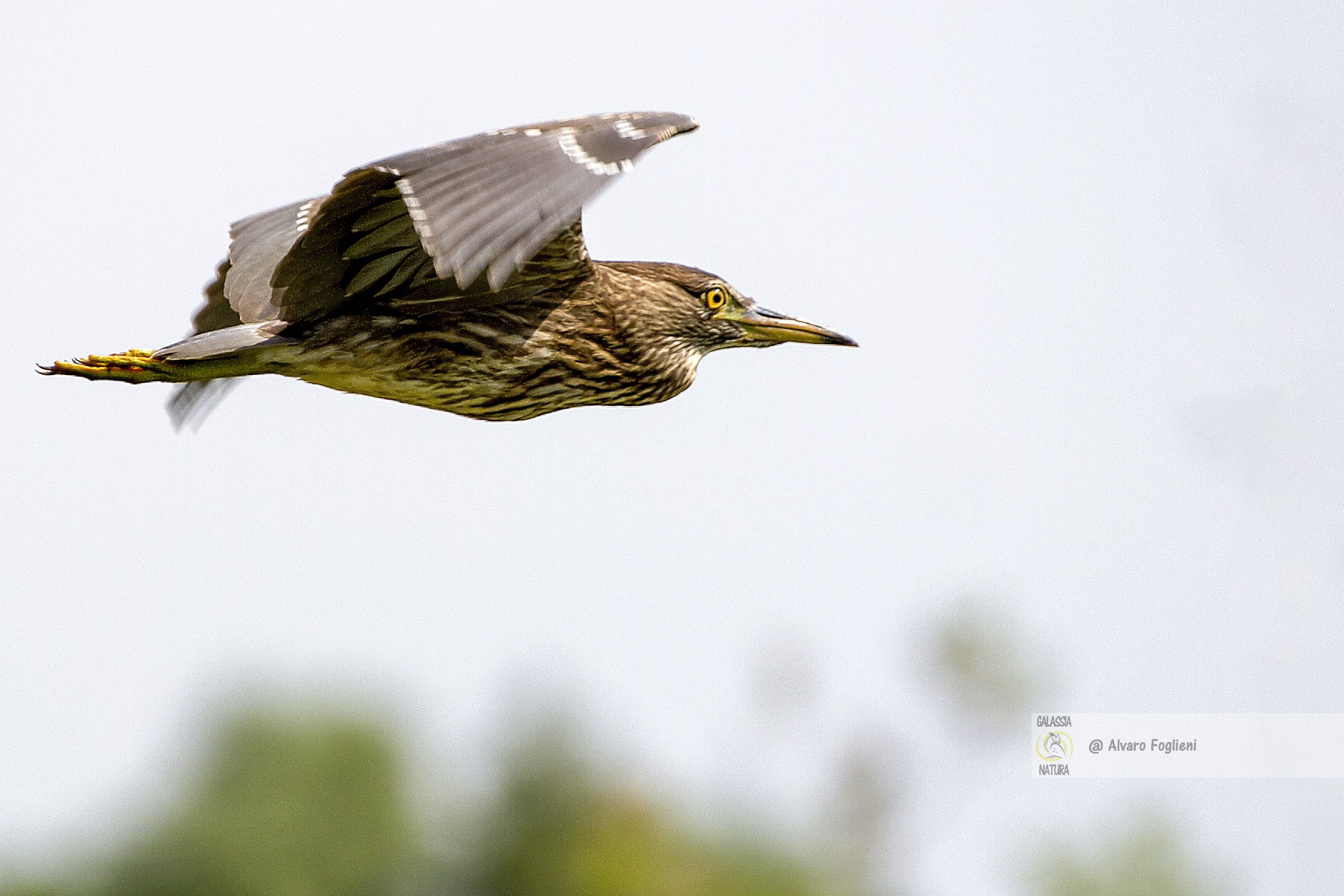 Fotografia professionale, Sguardo del soggetto, Fotografia orizzontale, Fotografia verticale, Gruppo fotografia naturalistica Milano, corso fotografia e proiezioni fotografia