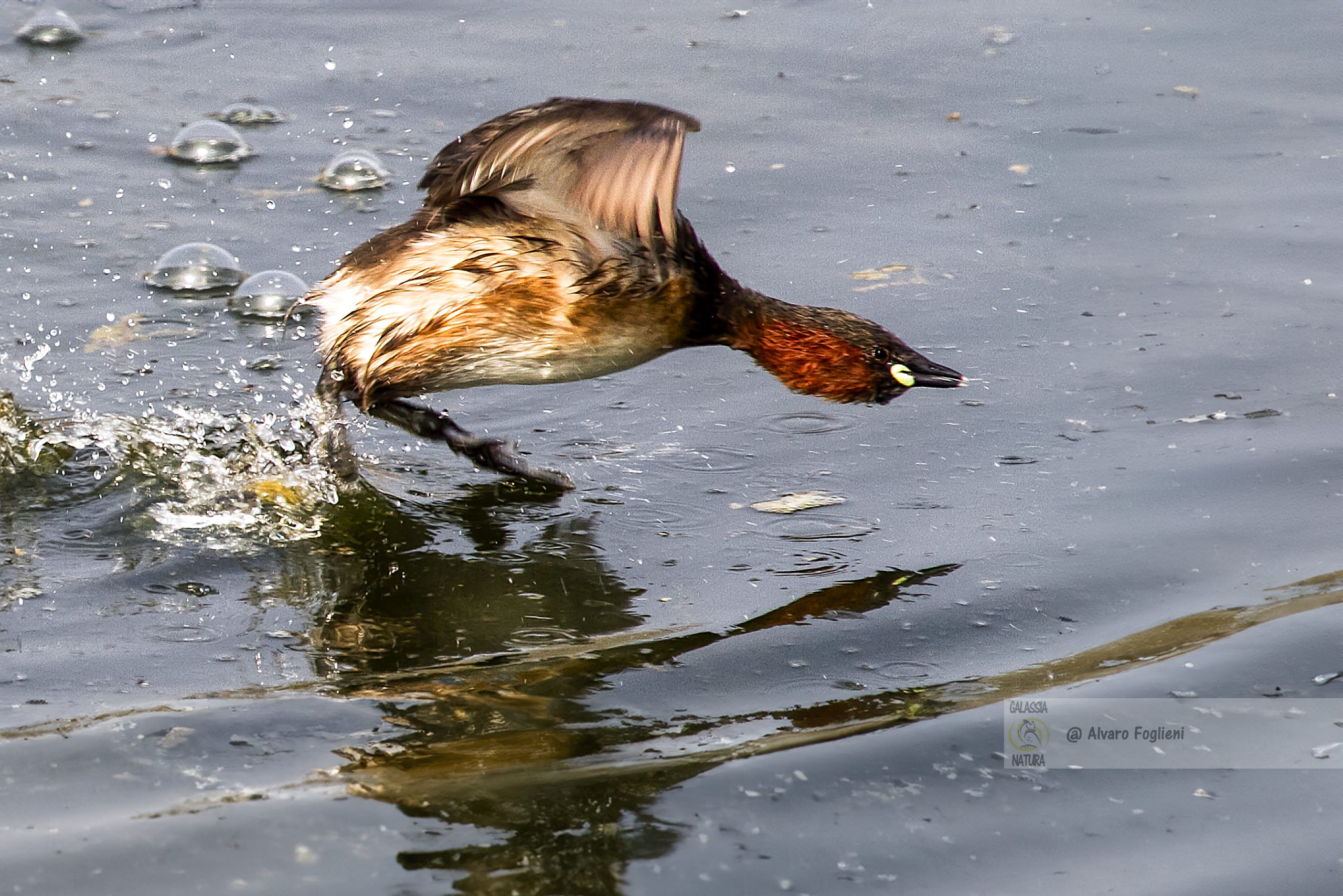 Tuffetto alimentazione, Tuffetto Fotografia naturalistica, Uccelli acquatici, Fotografia di uccelli, Caccia fotografica a Milano, Corso fotografia naturalistica a Milano