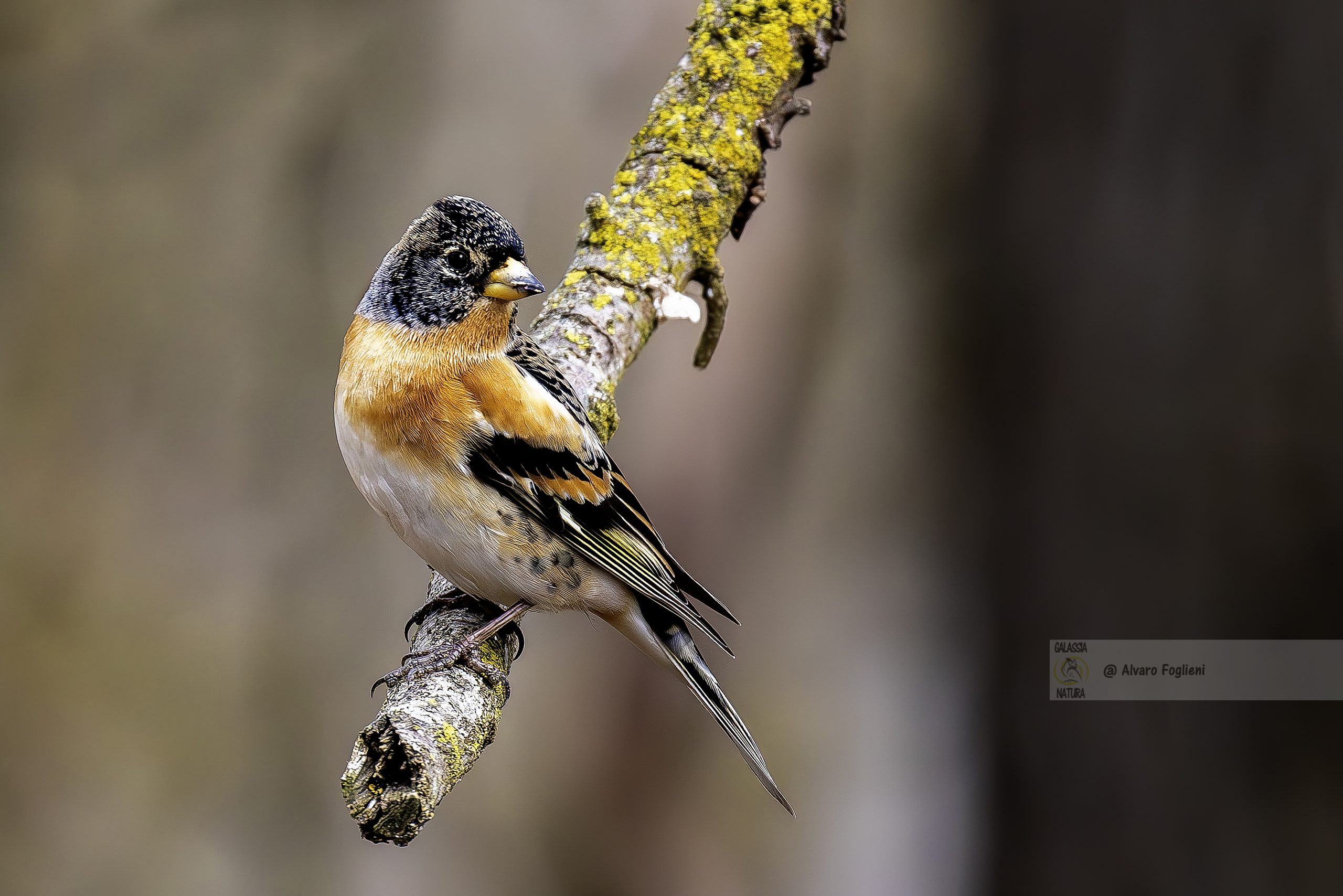 Suggerimenti di composizione, Migliorare la composizione fotografica, Come Posizionare il Soggetto nella Fotografia, Regole di Composizione, Dove posizionare il soggetto