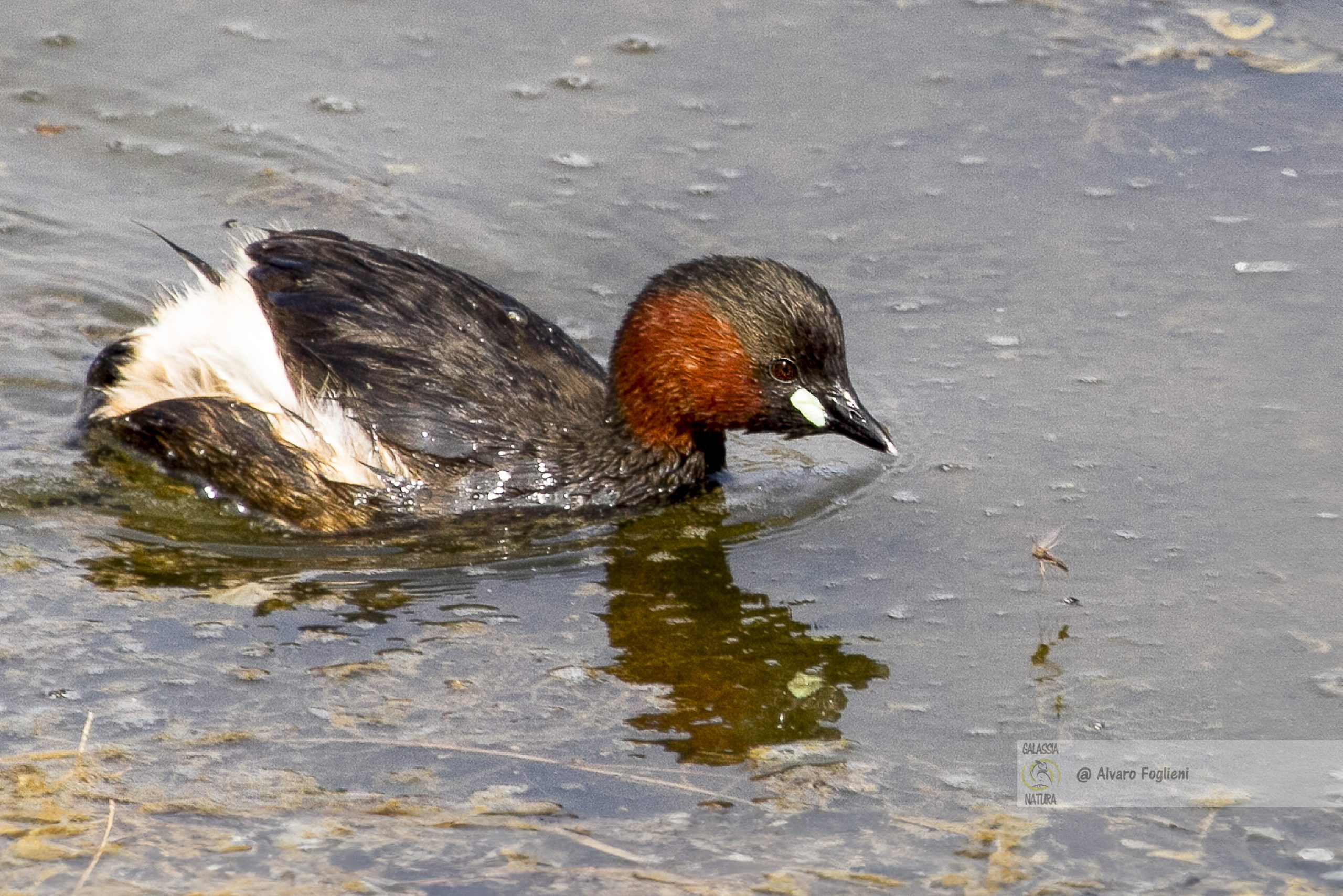 Birdwatching a Milano, Foto di uccelli, Come fotografare gli uccelli, Tecniche fotografiche, Uccelli selvatici, Fotografi a Milano, Corsi e lezioni di fotografia naturalistica