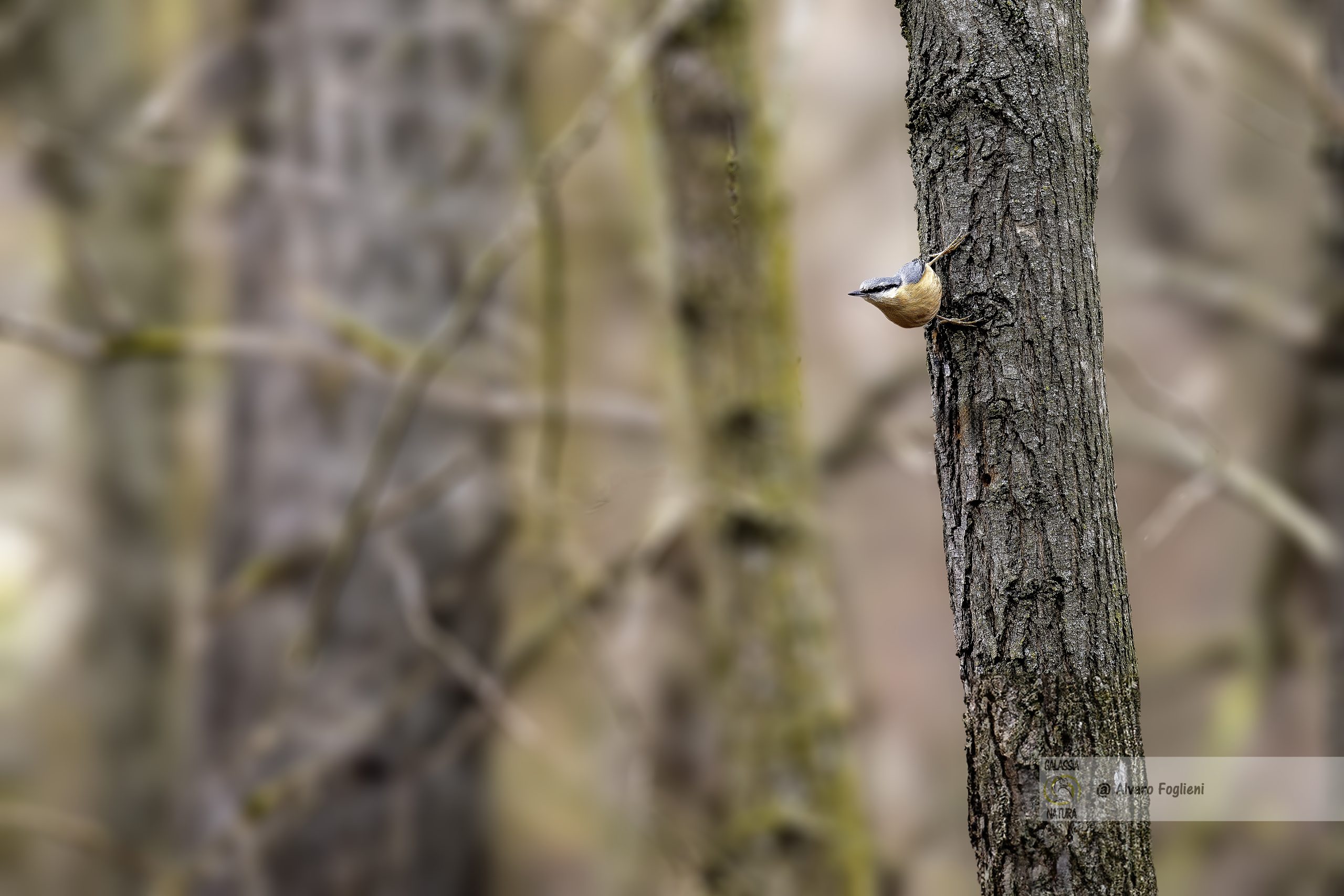 Fotografia naturalistica, Ritratti, Fluidità visiva Immagini dinamiche