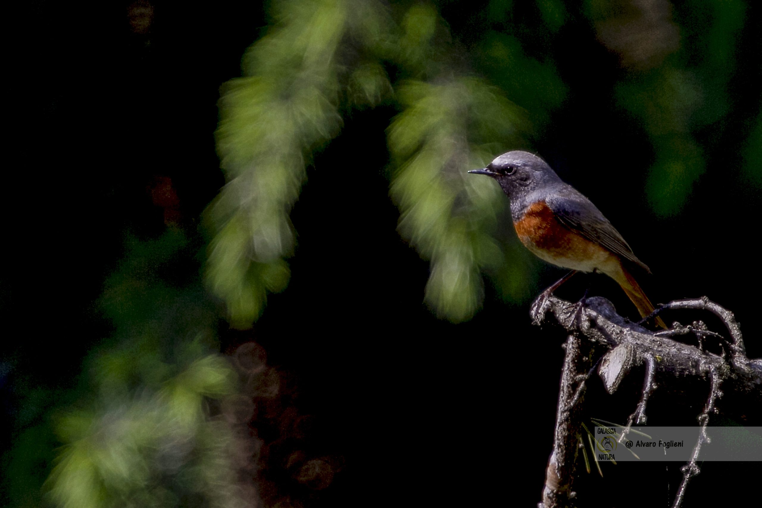 perché gli uccelli cantano di più al mattino, come il canto degli uccelli aiuta ad attrarre un compagno, Gruppo fotografico naturalistico milanese