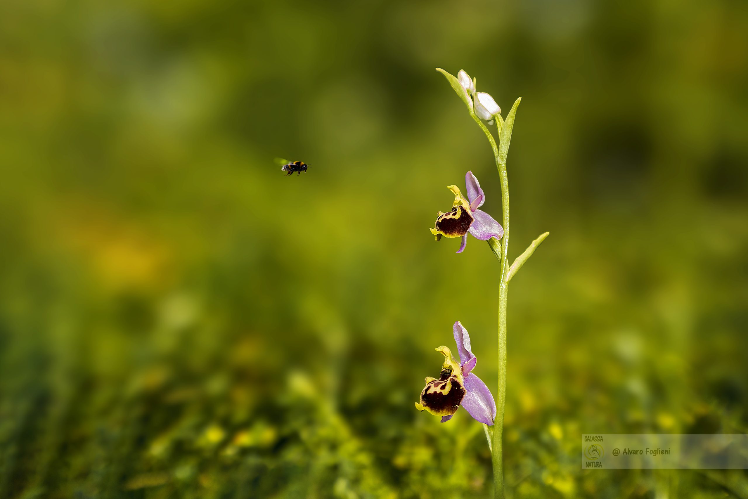 Anacamptis morio, come fotografare le orchidee spontanee, come riconoscere le diverse specie di orchidee, Gruppo fotografico naturalistico Milano