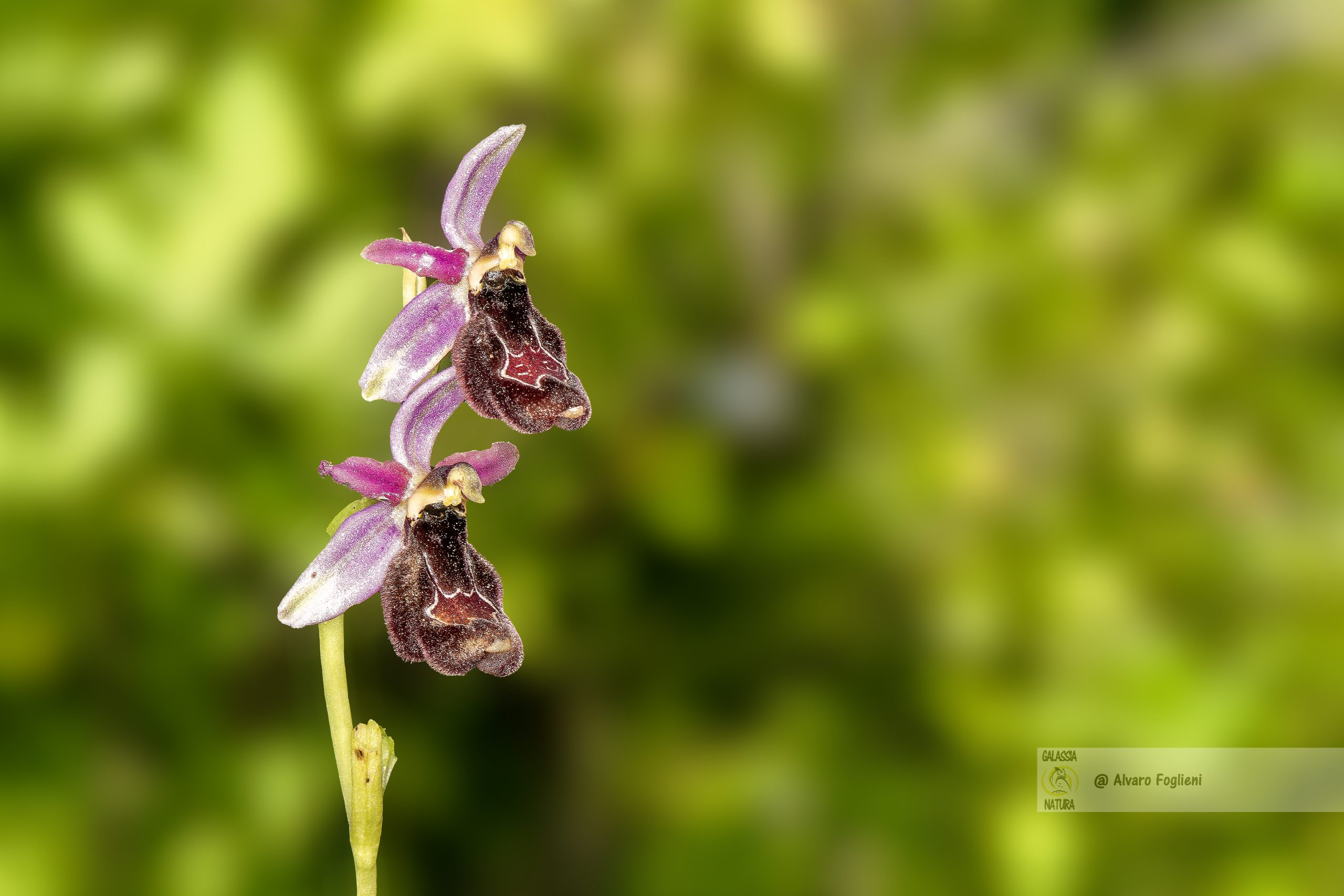 orchidee spontanee protette, come fotografare le orchidee spontanee, suggerimenti di macrofotografia alle orchidee spontanee