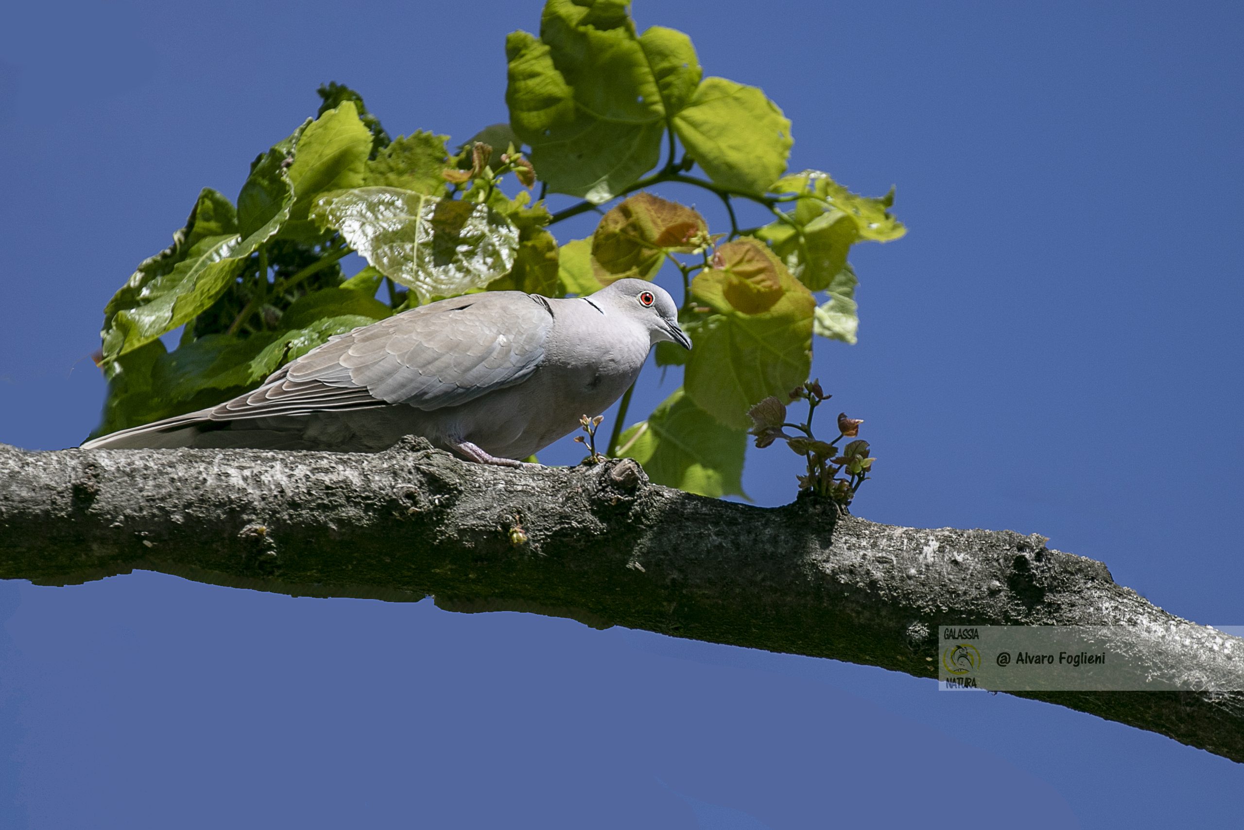 come il canto degli uccelli è influenzato dalla specie, come il canto degli uccelli è influenzato dall'habitat,