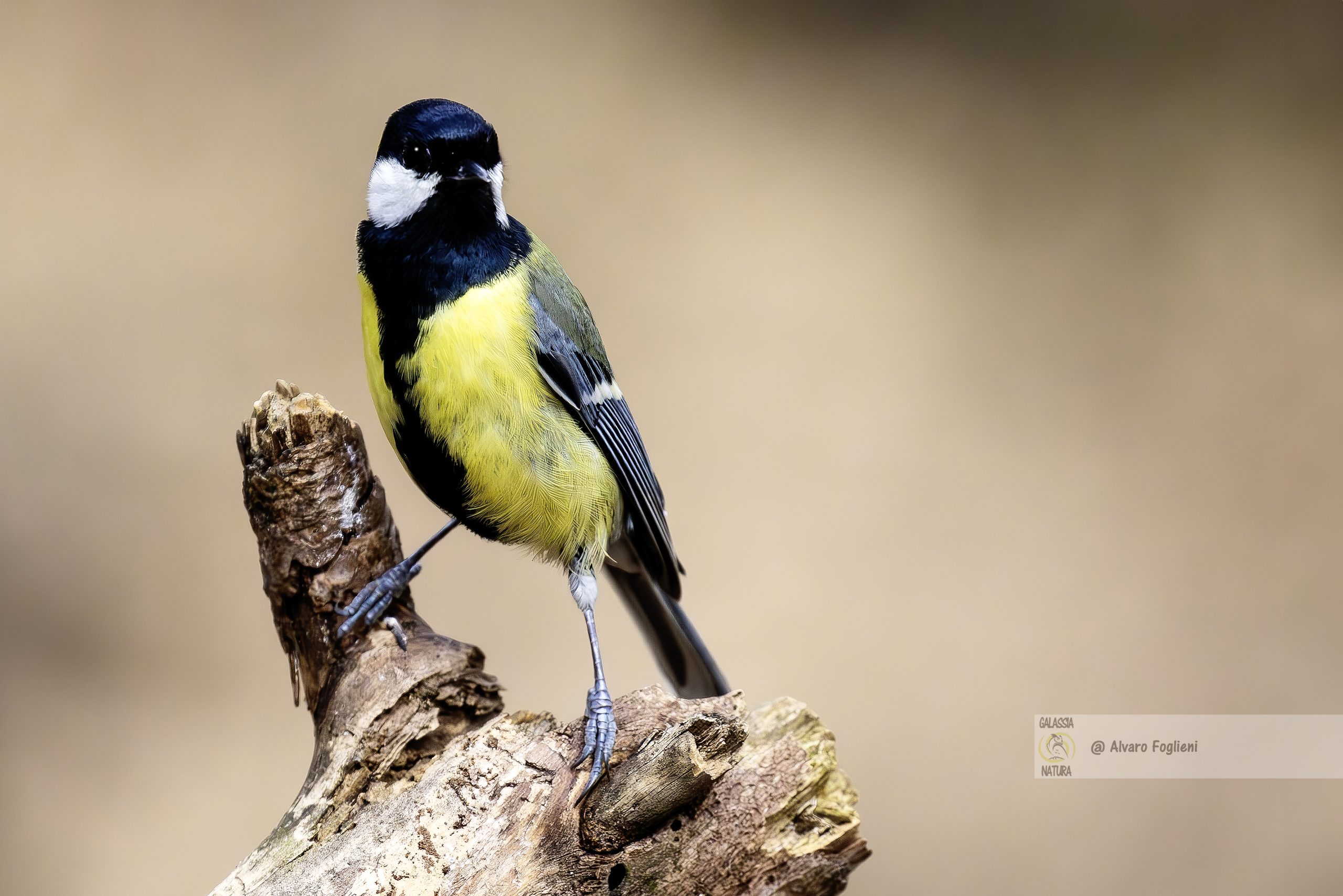 come il canto degli uccelli aiuta a marcare il territorio, come il canto degli uccelli aiuta a evitare i predatori, corsi di fotografia naturalistica Milano