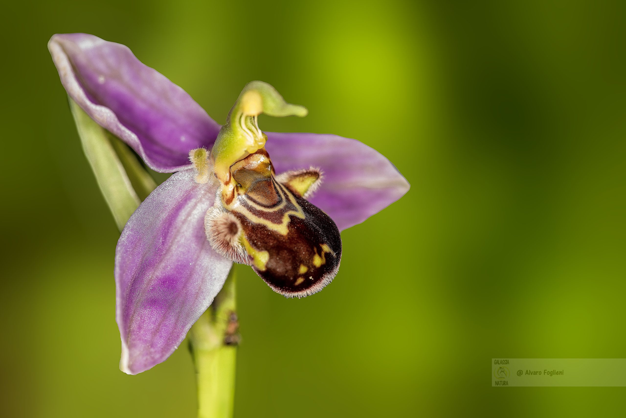 come si riproducono le orchidee spontanee, consigli per la fotografia naturalistica delle orchidee, corso di fotografia naturalistica delle orchidee, Fotografi naturalisti Milano