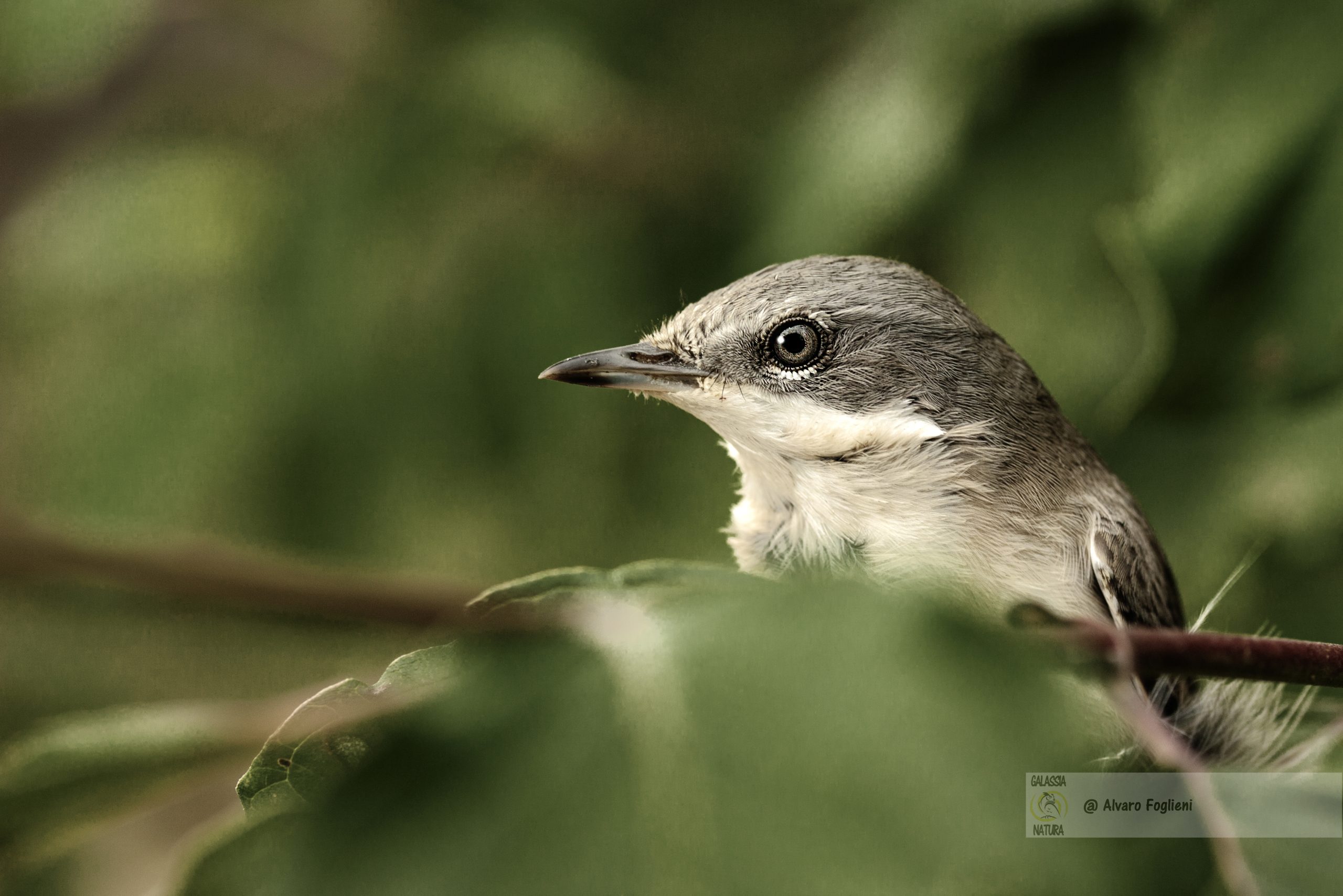 come il canto degli uccelli è influenzato dalla temperatura, come il canto degli uccelli è influenzato dal suono, incontri di fotografia naturalistica Milano