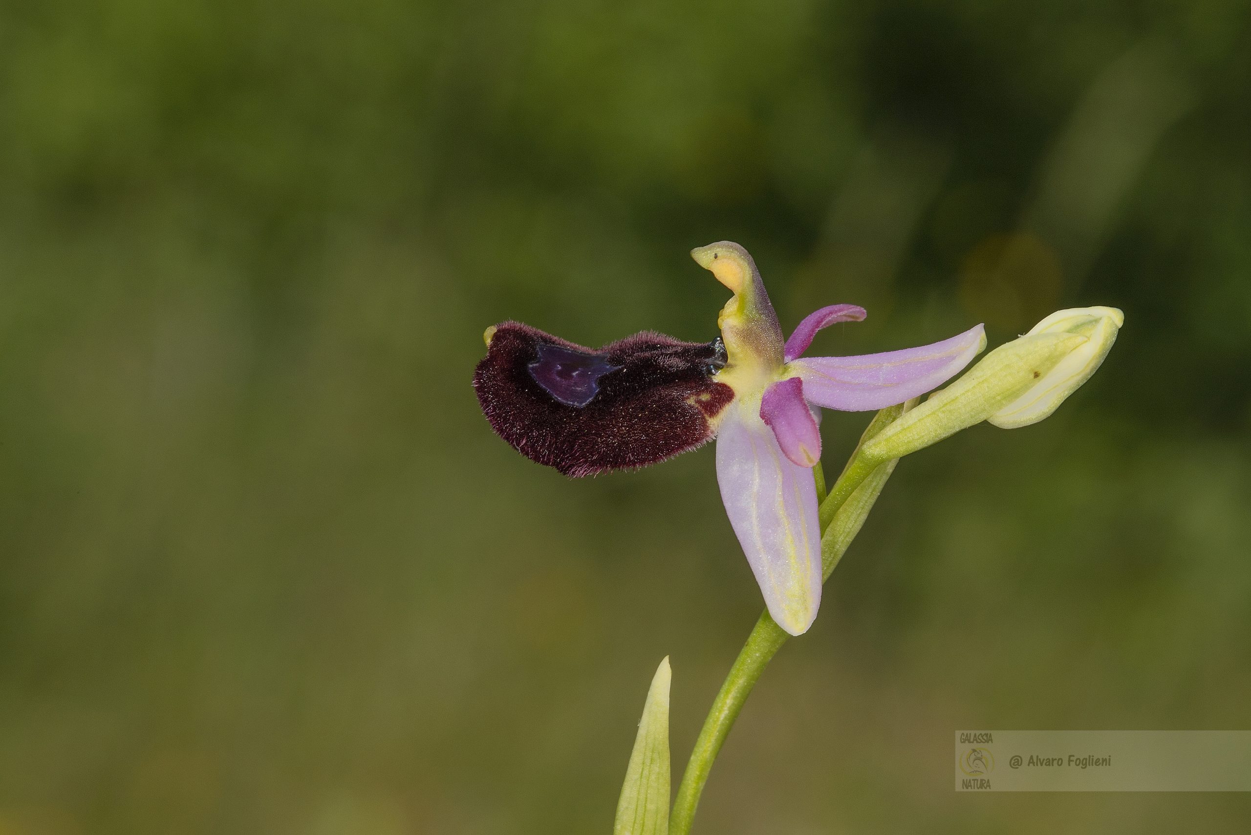 Dactylorhiza maculata, dove posso trovare le orchidee spontanee vicino a Milano, dove trovare le orchidee spontanee in Lombardia, Corso fotografia naturalistica Milano