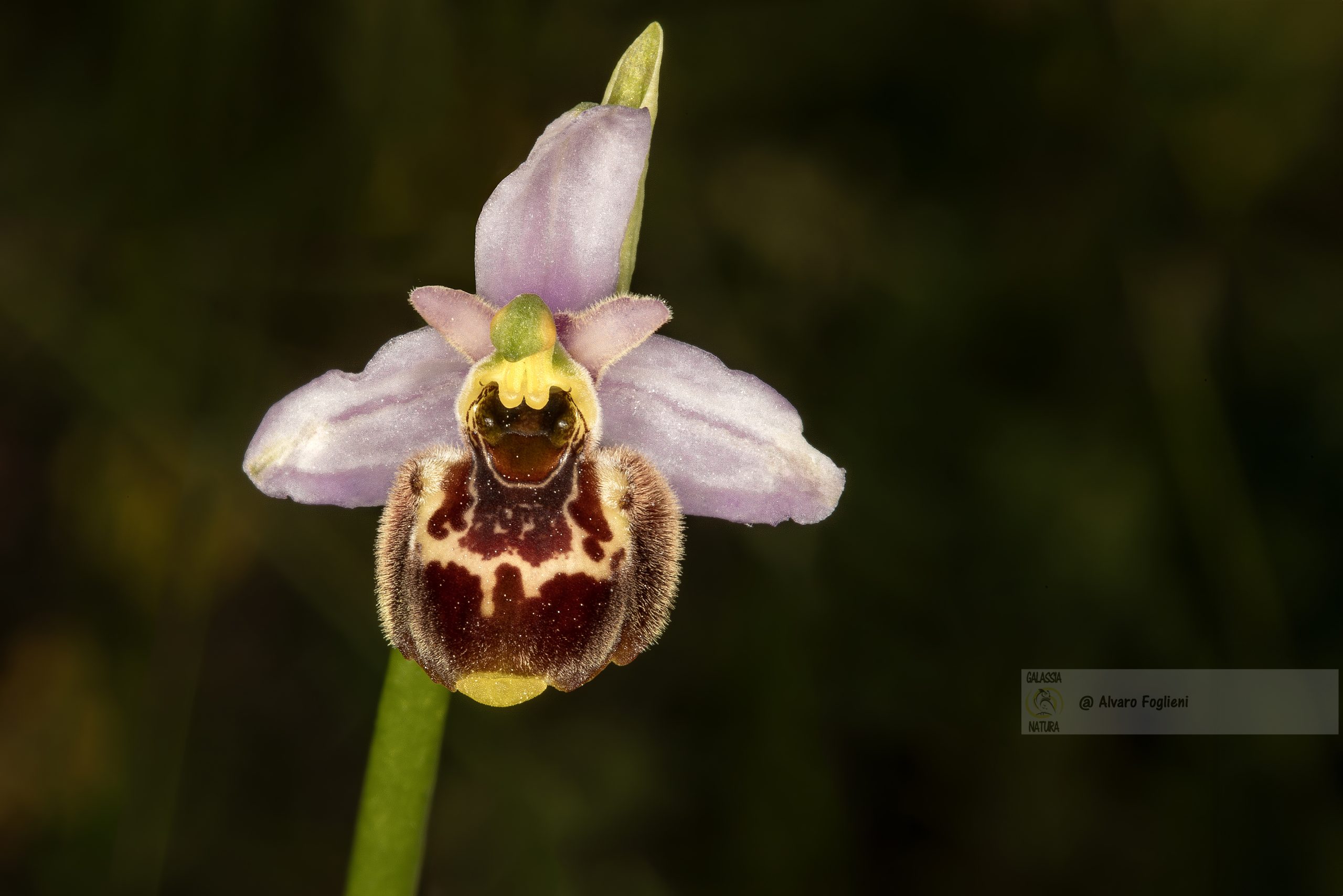 fotografia orchidee, guida all'identificazione delle orchidee spontanee, i segreti del mimetismo delle orchidee, Proiezioni fotografia naturalistica Milano