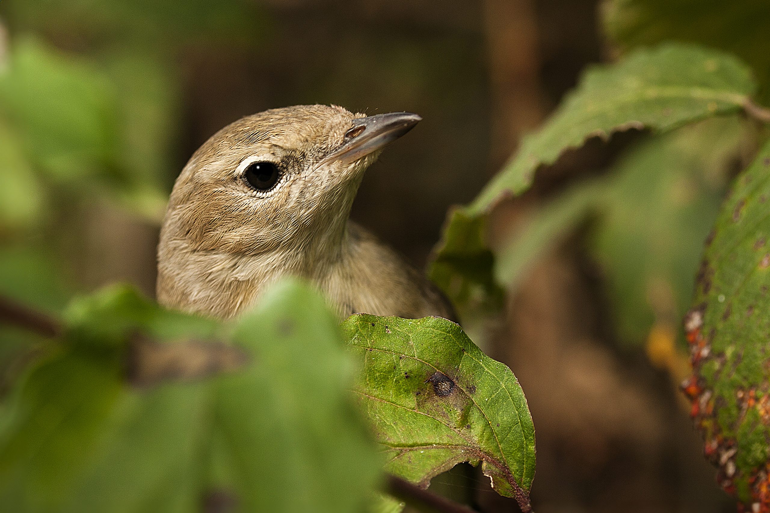 come il canto degli uccelli è influenzato dalla specie, come il canto degli uccelli è influenzato dall'habitat, fotografi Milano