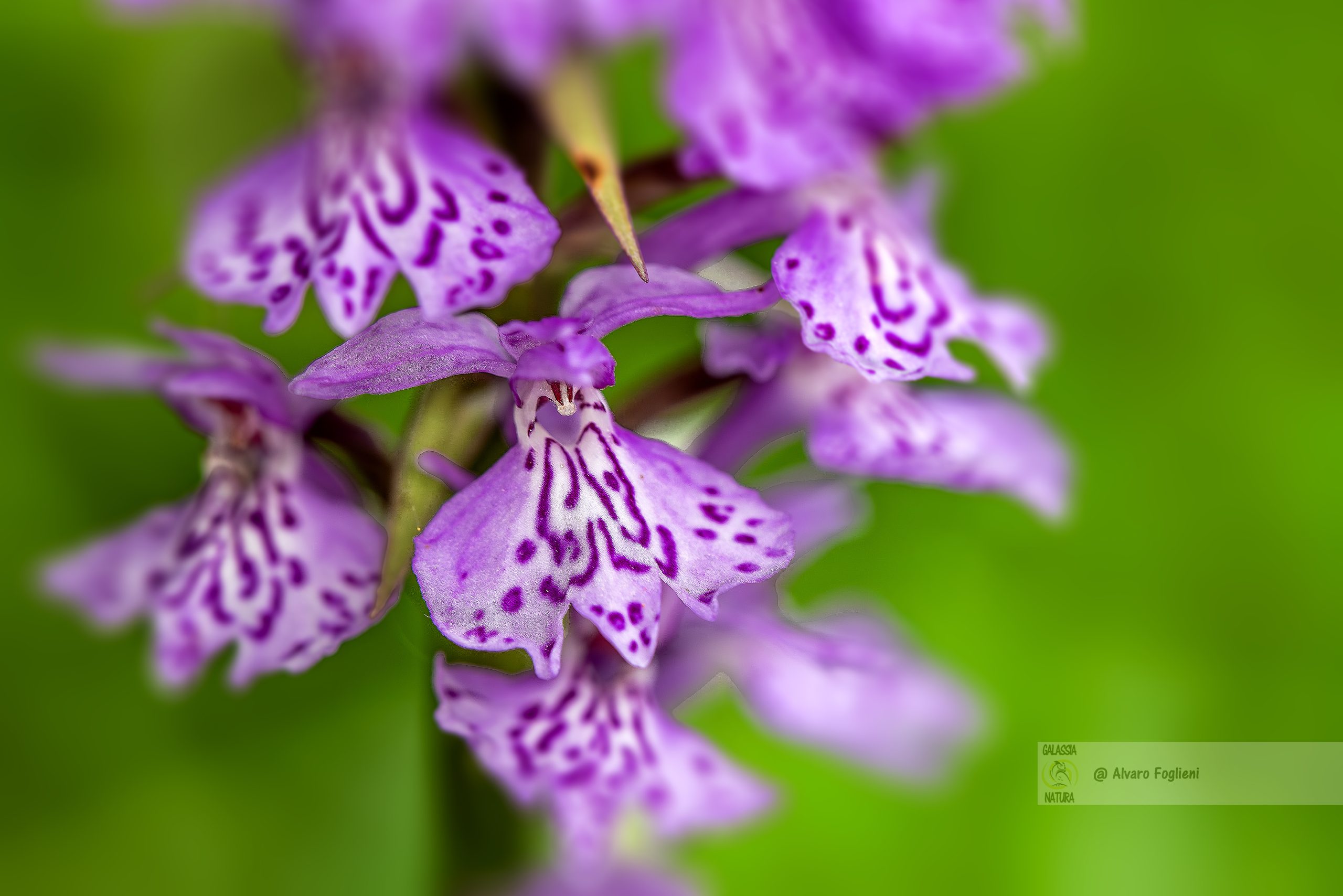 impollinazione orchidee, le orchidee spontanee dell'Oltrepò pavese, le orchidee spontanee più belle della Lombardia, Lezioni di fotografia naturalistica