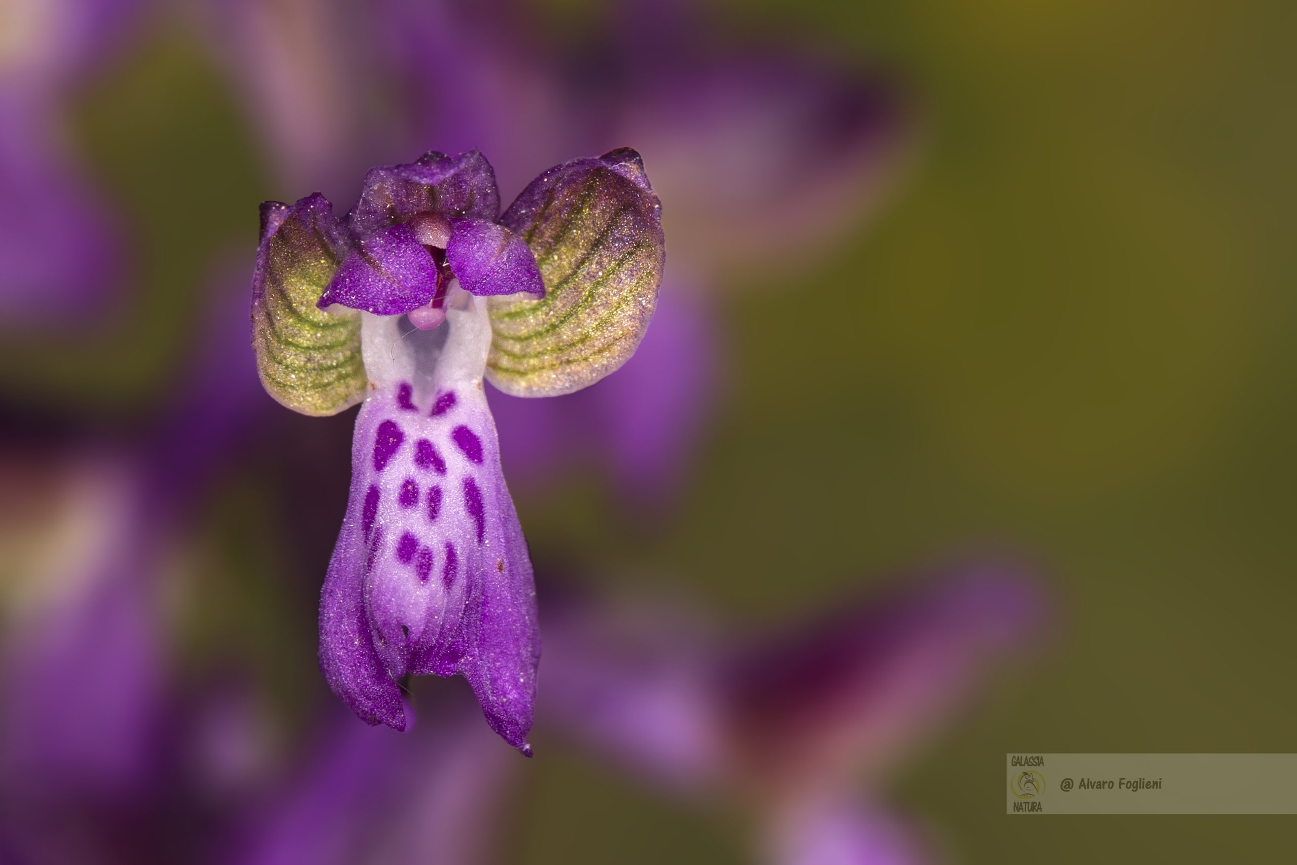 orchidee spontanee in provincia di Pavia, l'impollinazione delle orchidee, consigli per fotografare le orchidee spontanee