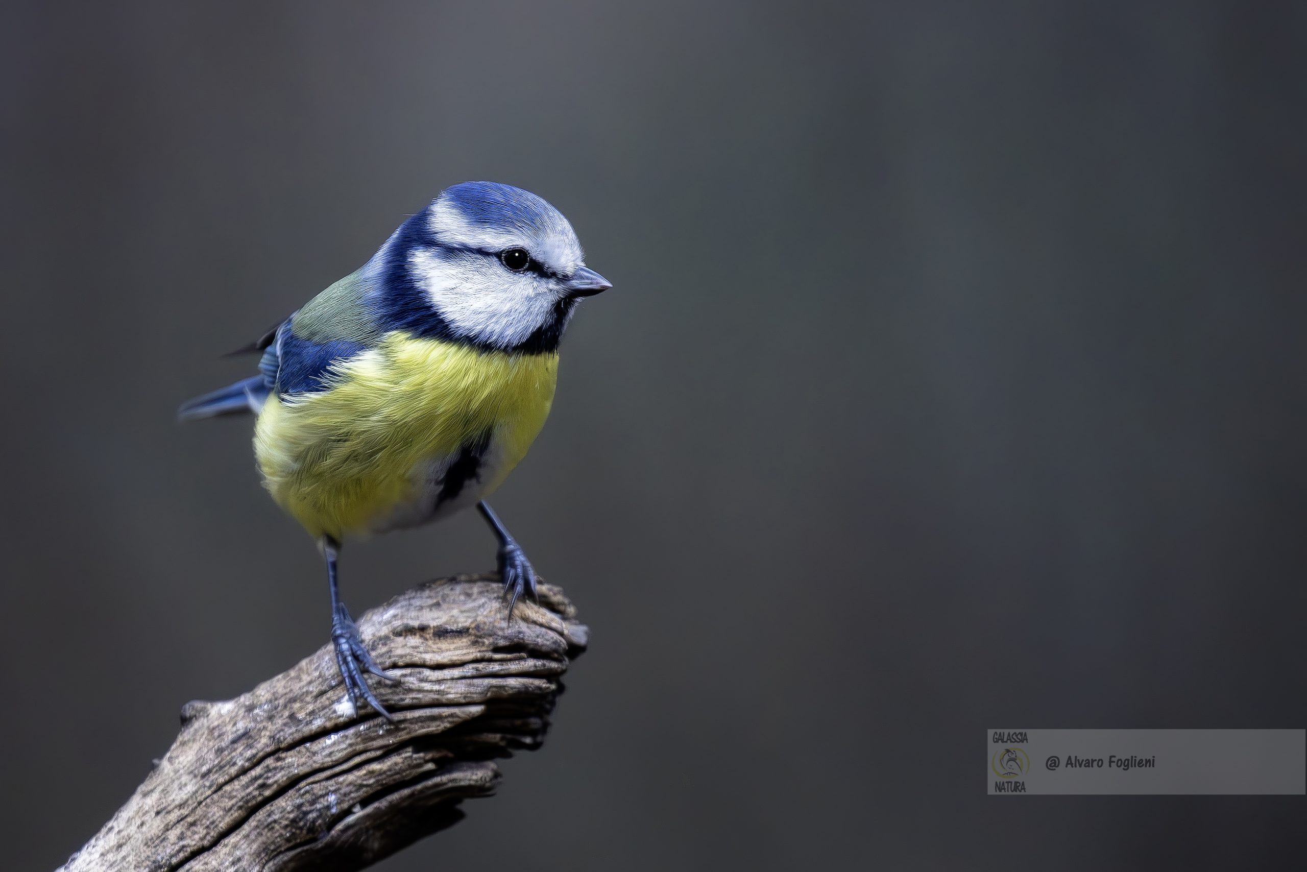 perché gli uccelli cantano di più al mattino, come il canto degli uccelli aiuta ad attrarre un compagno,