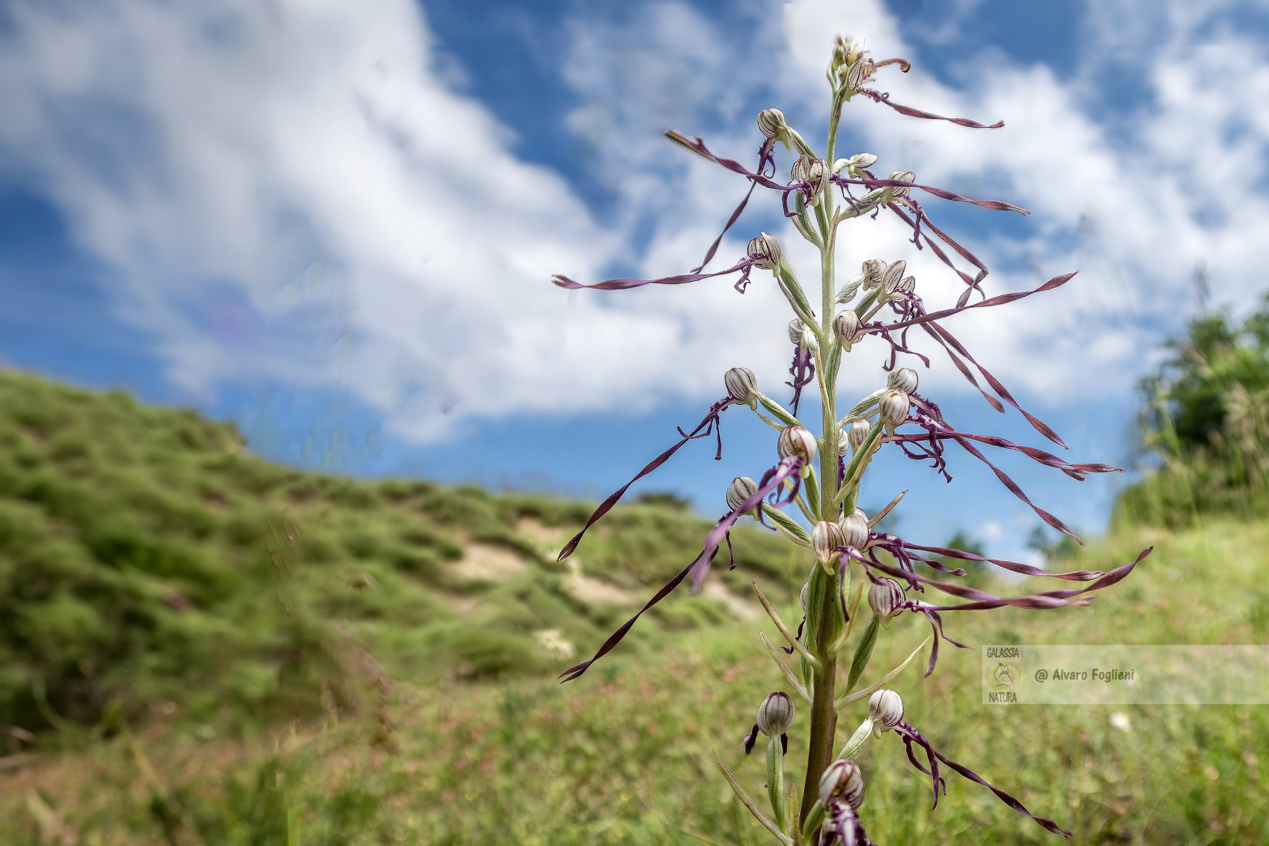 mimetismo orchidee, tecniche di mimetismo delle orchidee dell'Oltrepò pavese, fotografare Ophrys apifera