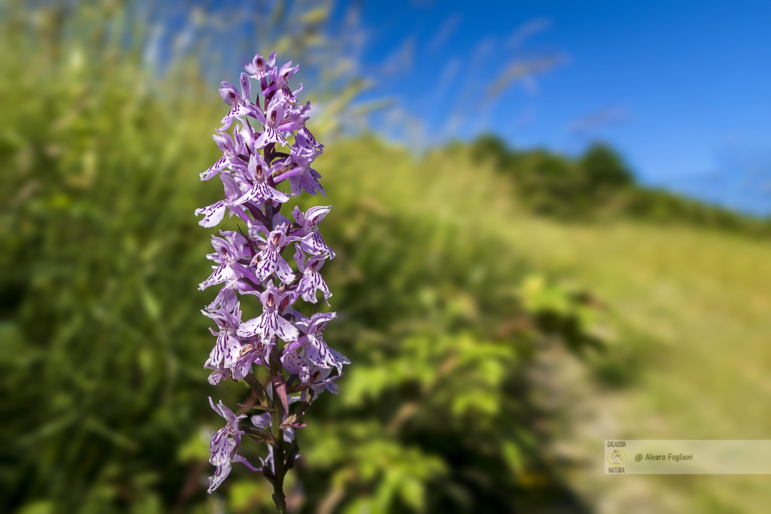 fotografare la Ophrys bertolonii, Come fotografare le orchidee spontanee, Ophrys holoserica, orchidee spontanee delle montagne pavesi