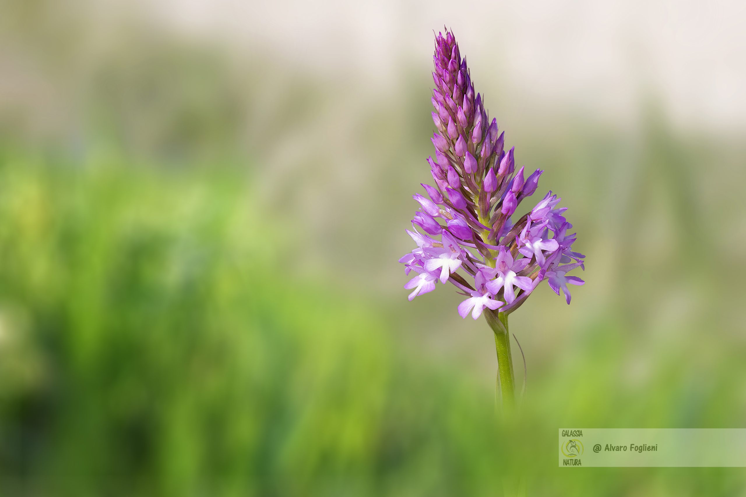 orchidee spontanee notizie curiose, orchidee spontanee in primavera, escursione fotografica alla scoperta delle orchidee spontanee, orchidee spontanee proeizione fotografica